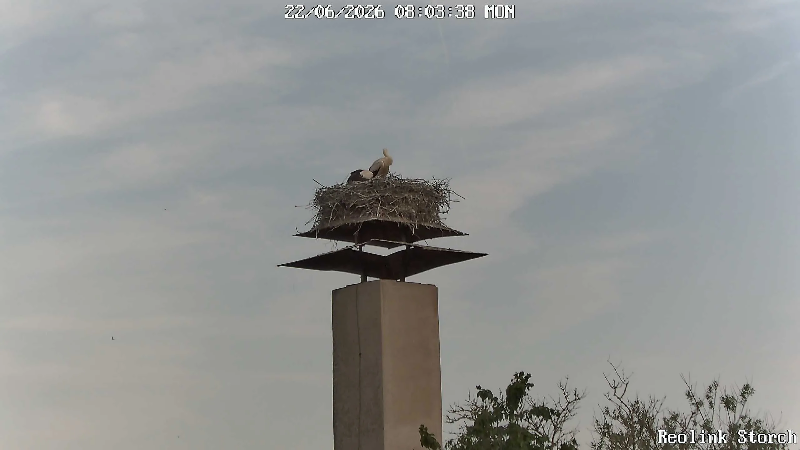 Storchencam Bild