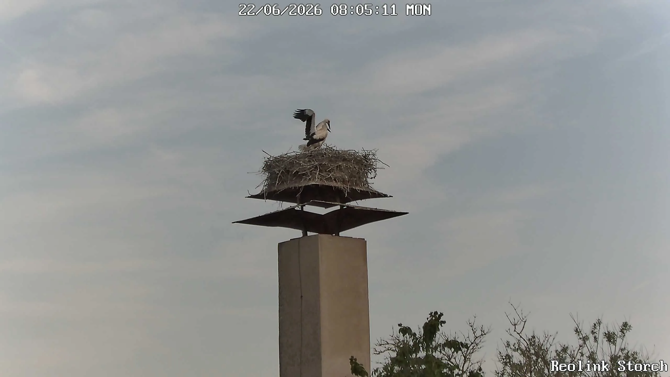 Storchencam Bild