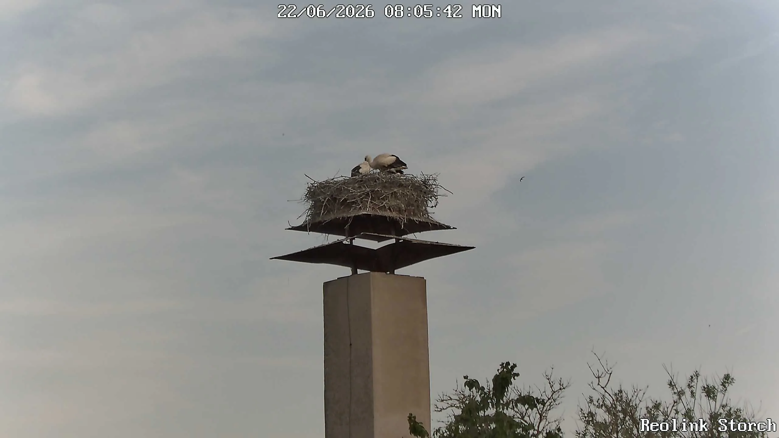 Storchencam Bild
