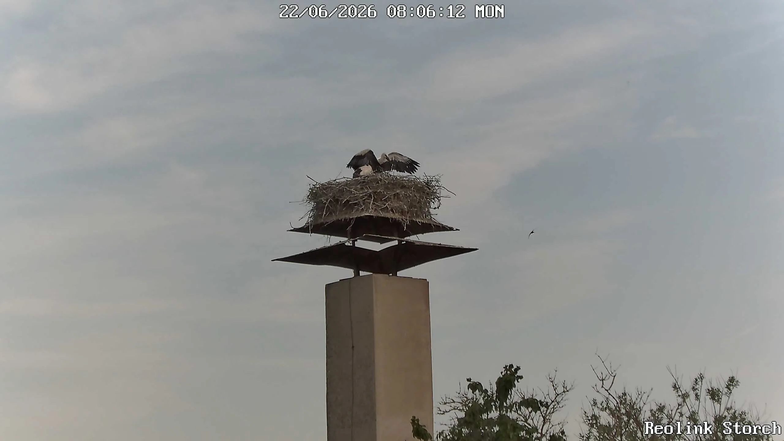 Storchencam Bild