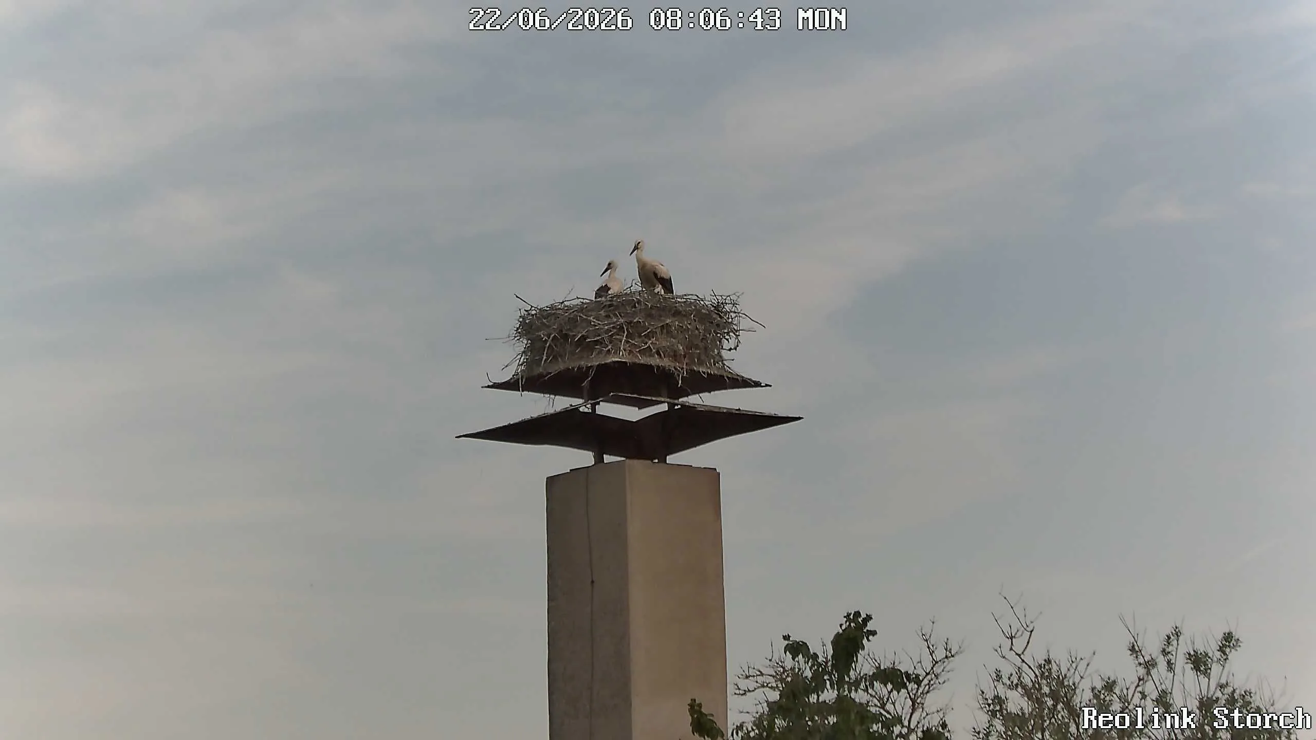 Storchencam Bild