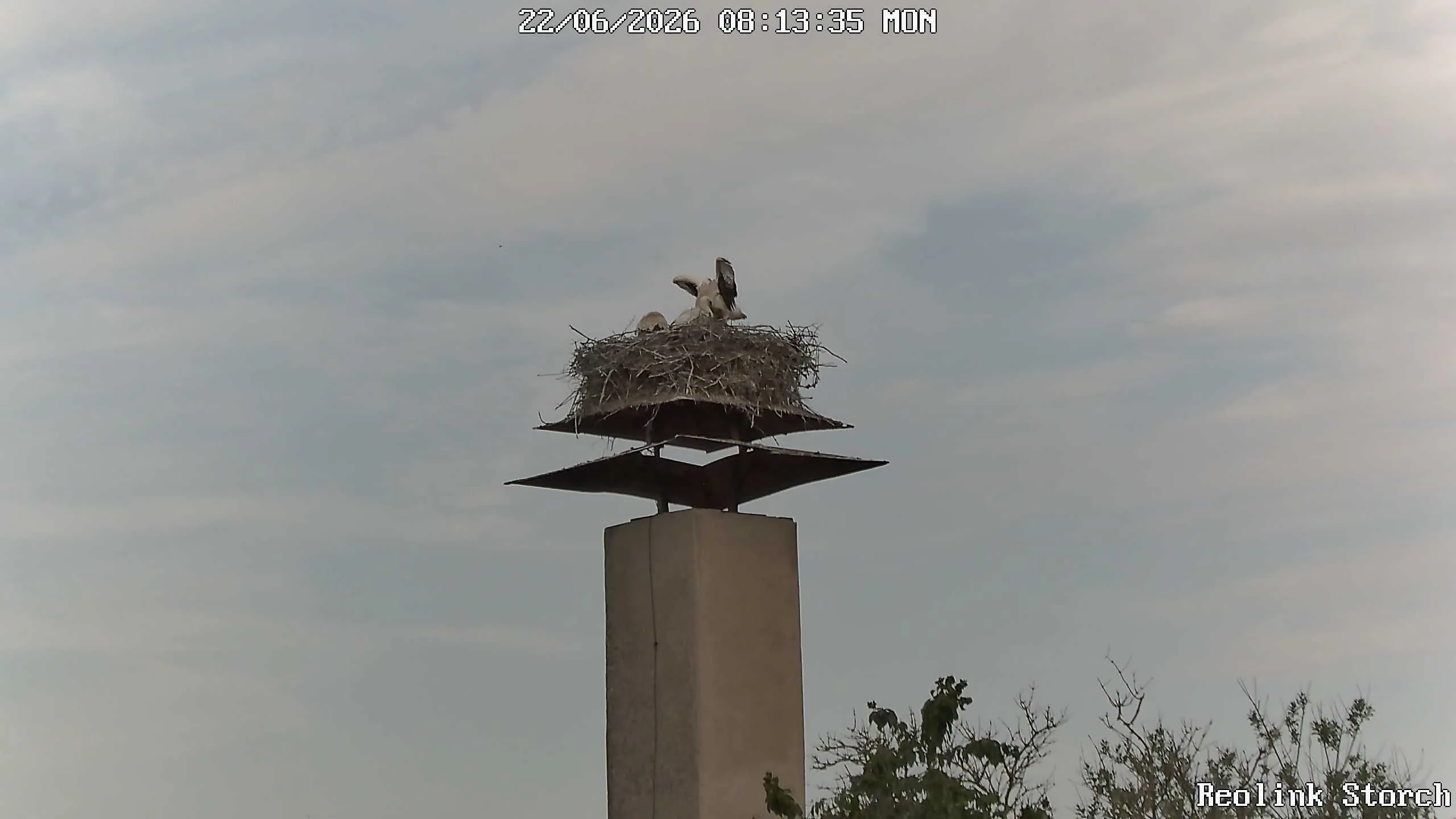 Storchencam Bild