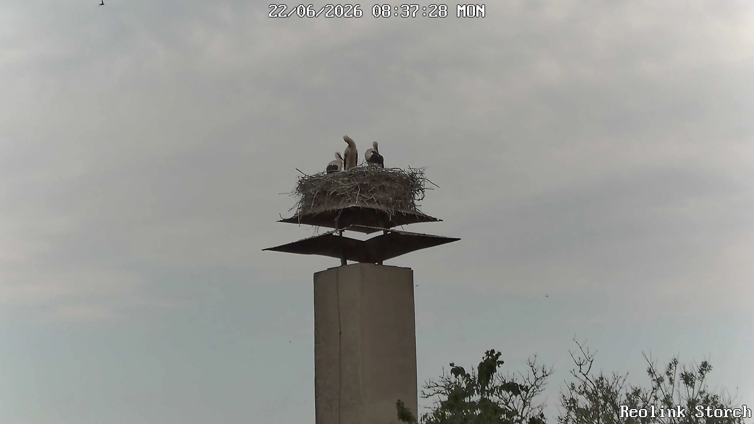 Storchencam Bild