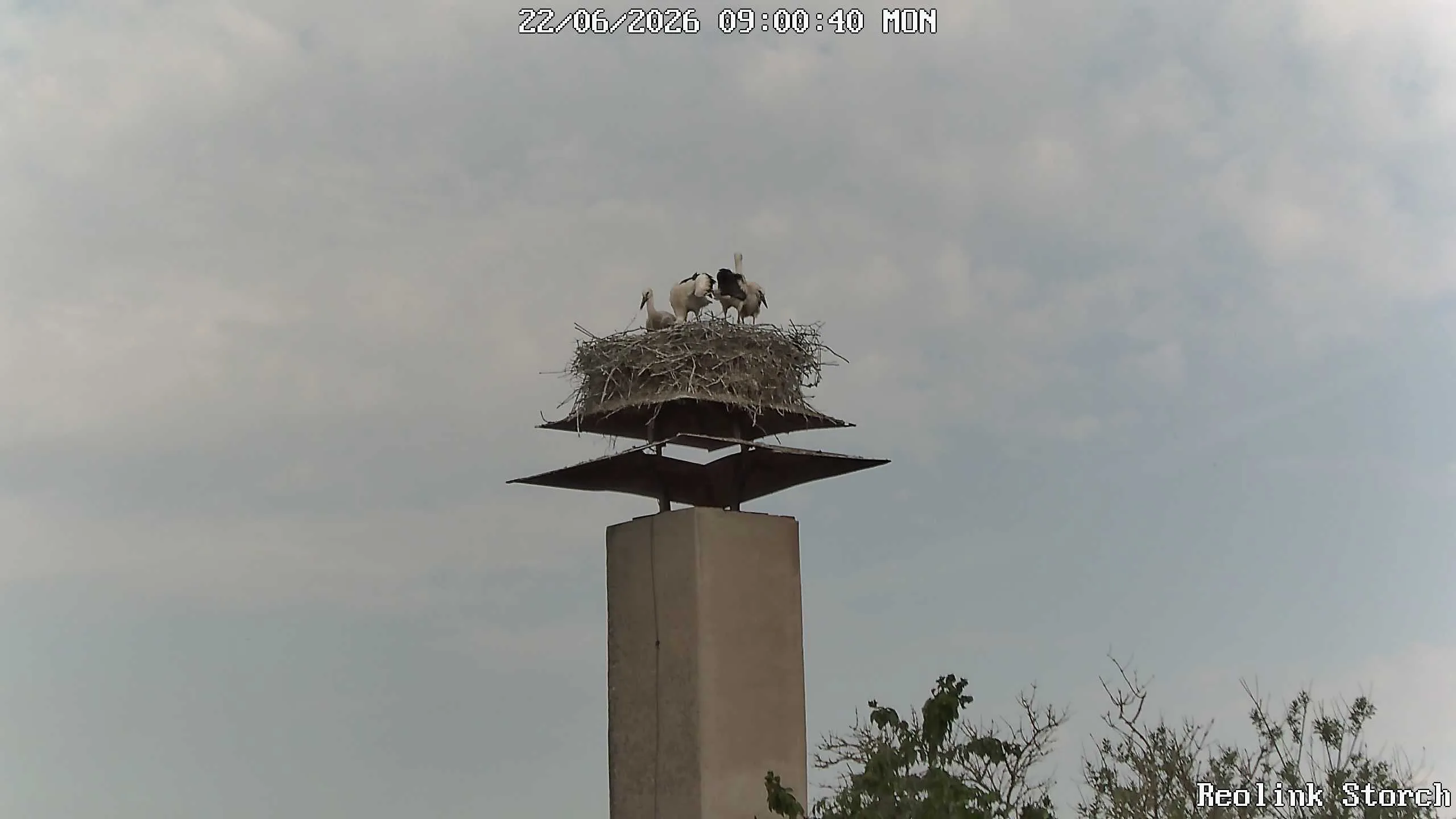 Storchencam Bild