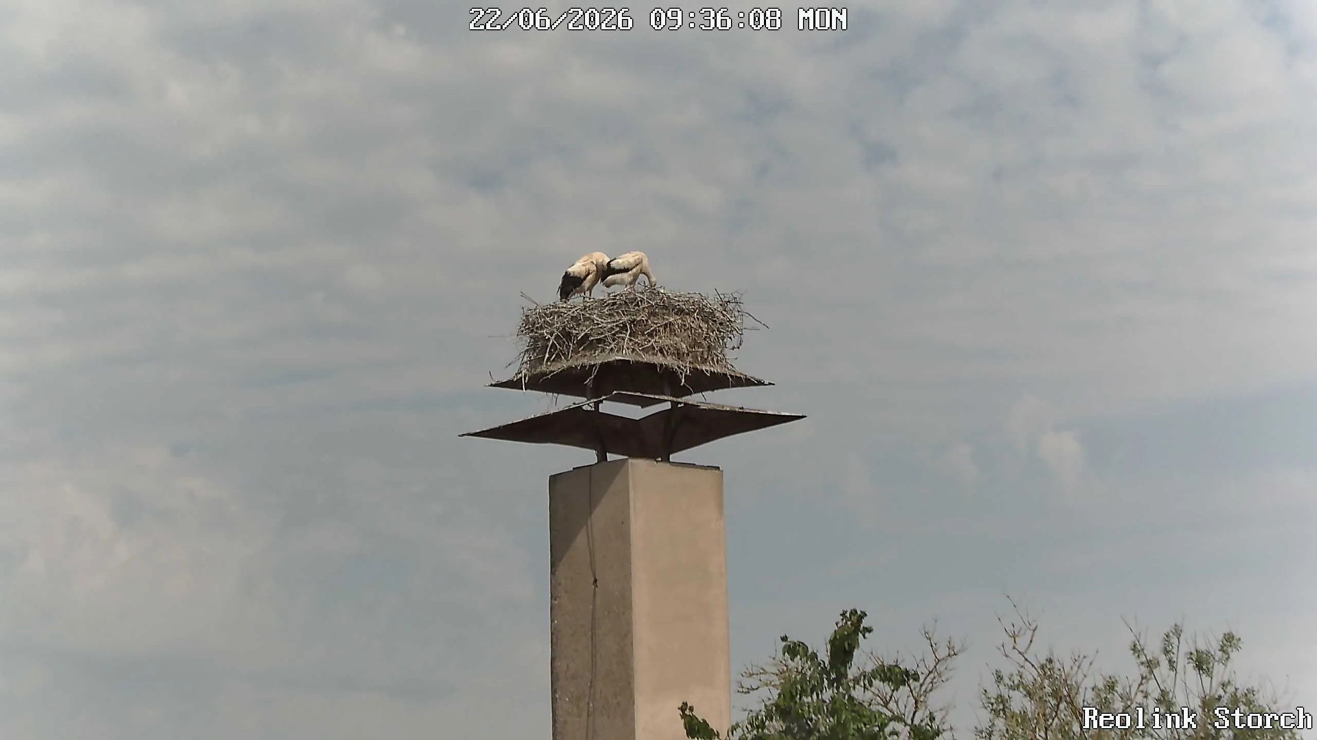 Storchencam Bild