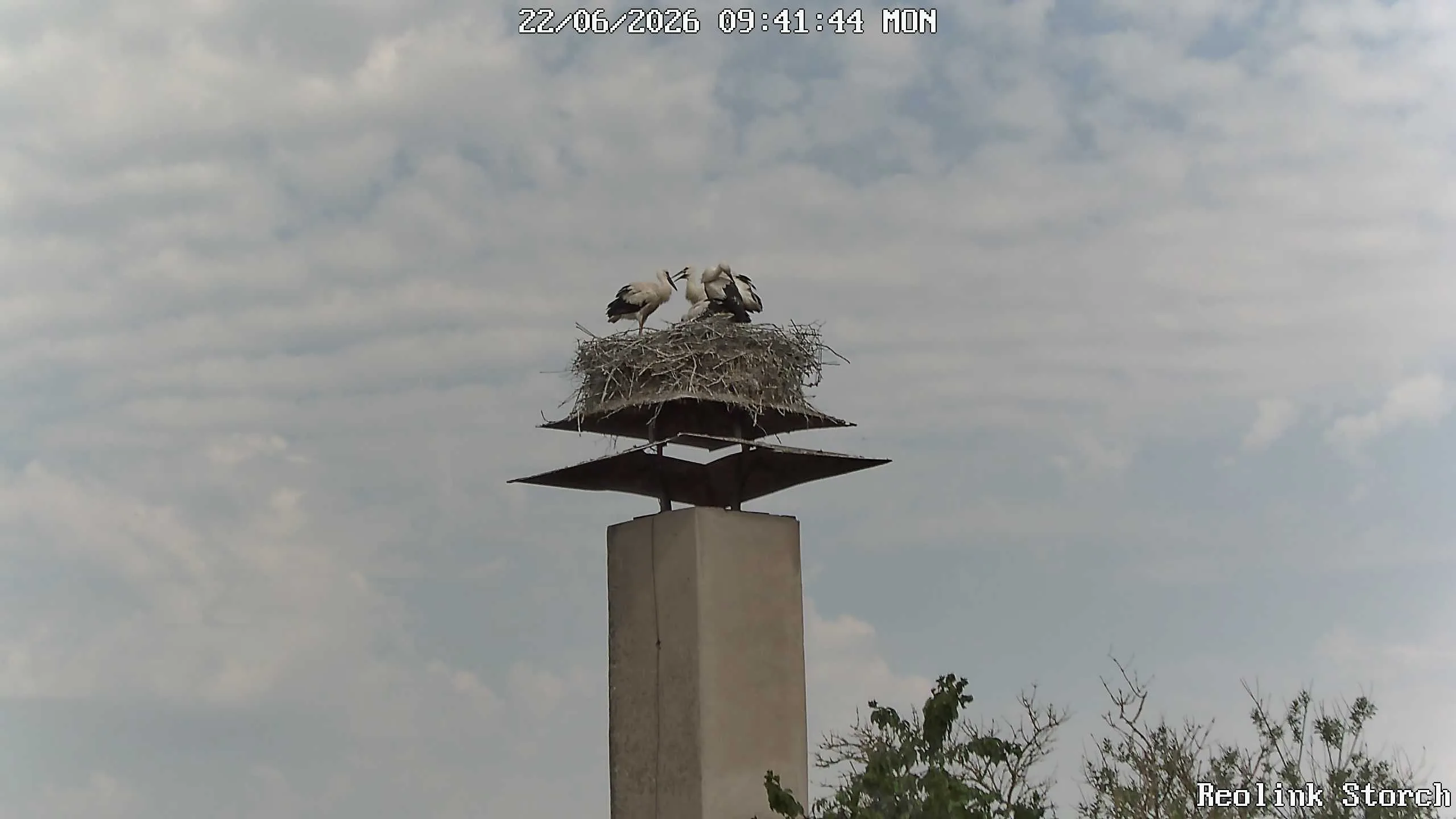 Storchencam Bild