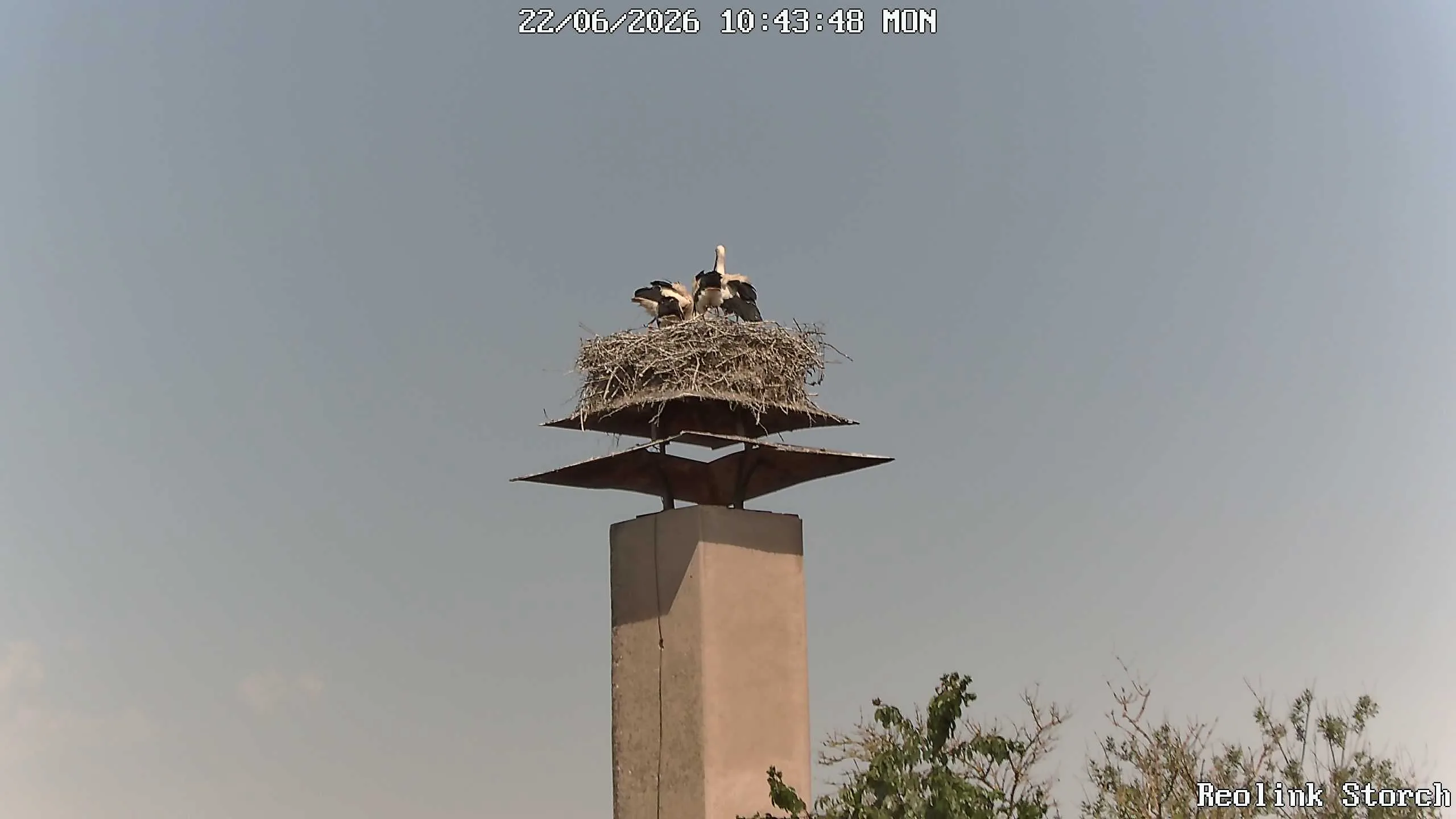 Storchencam Bild
