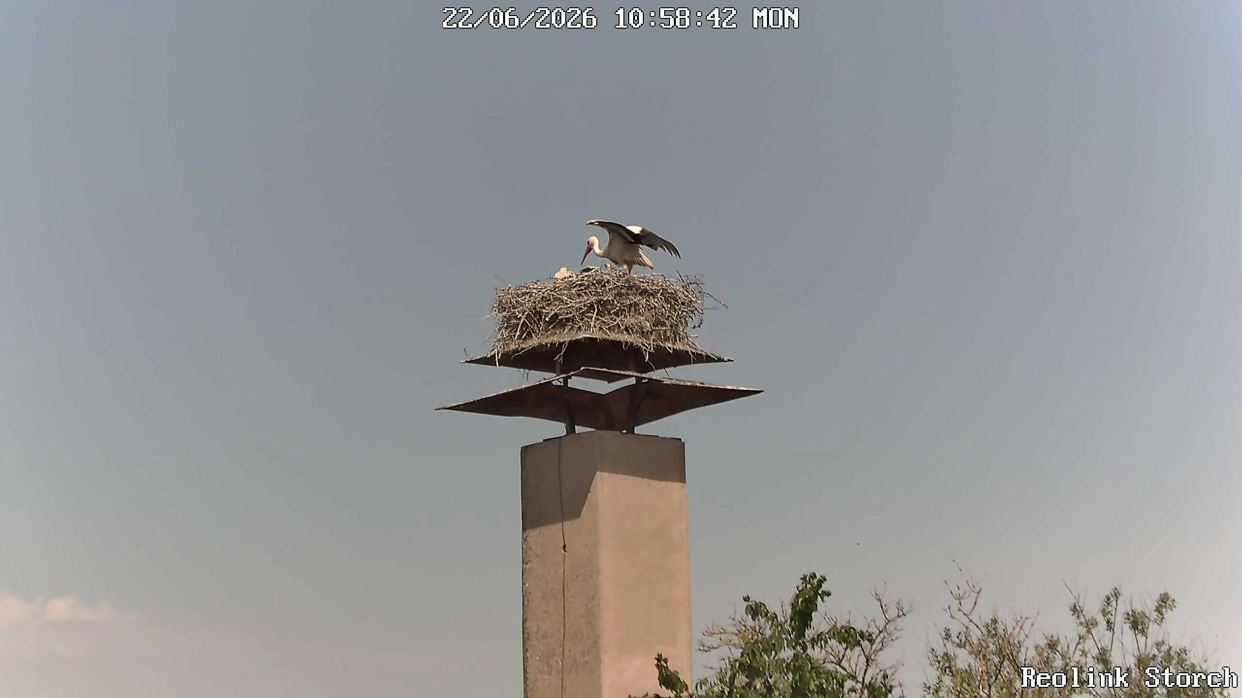 Storchencam Bild