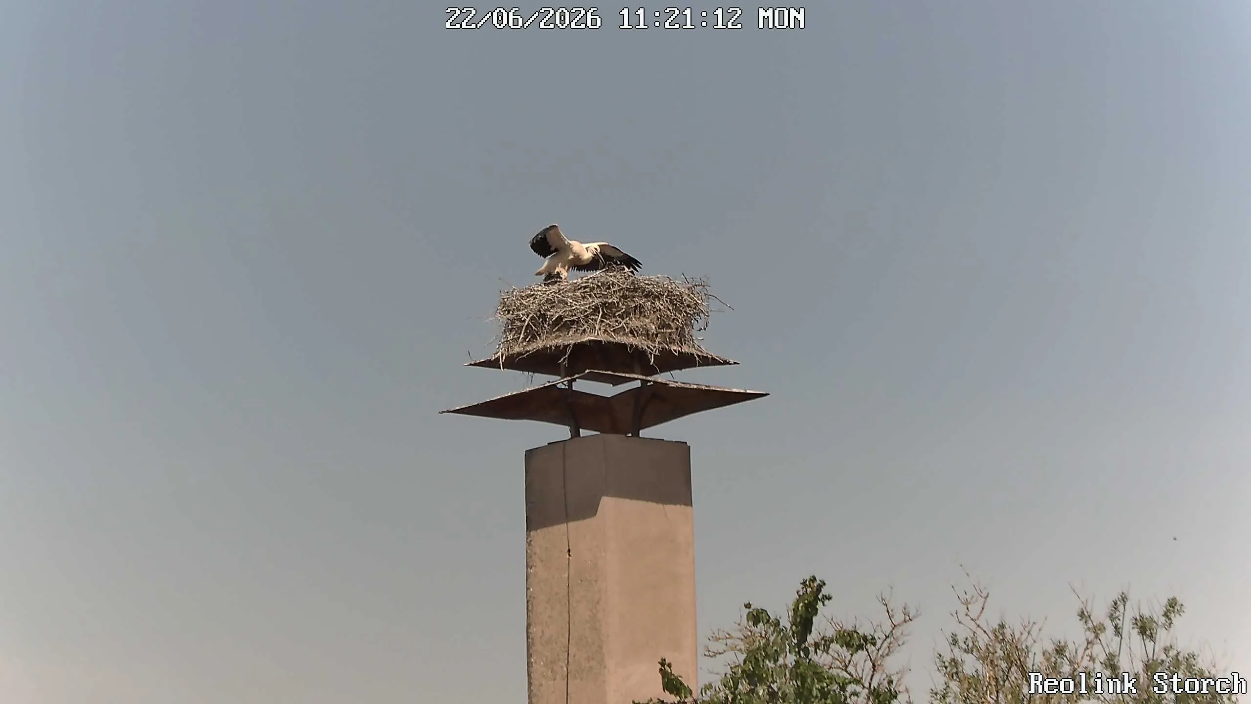 Storchencam Bild