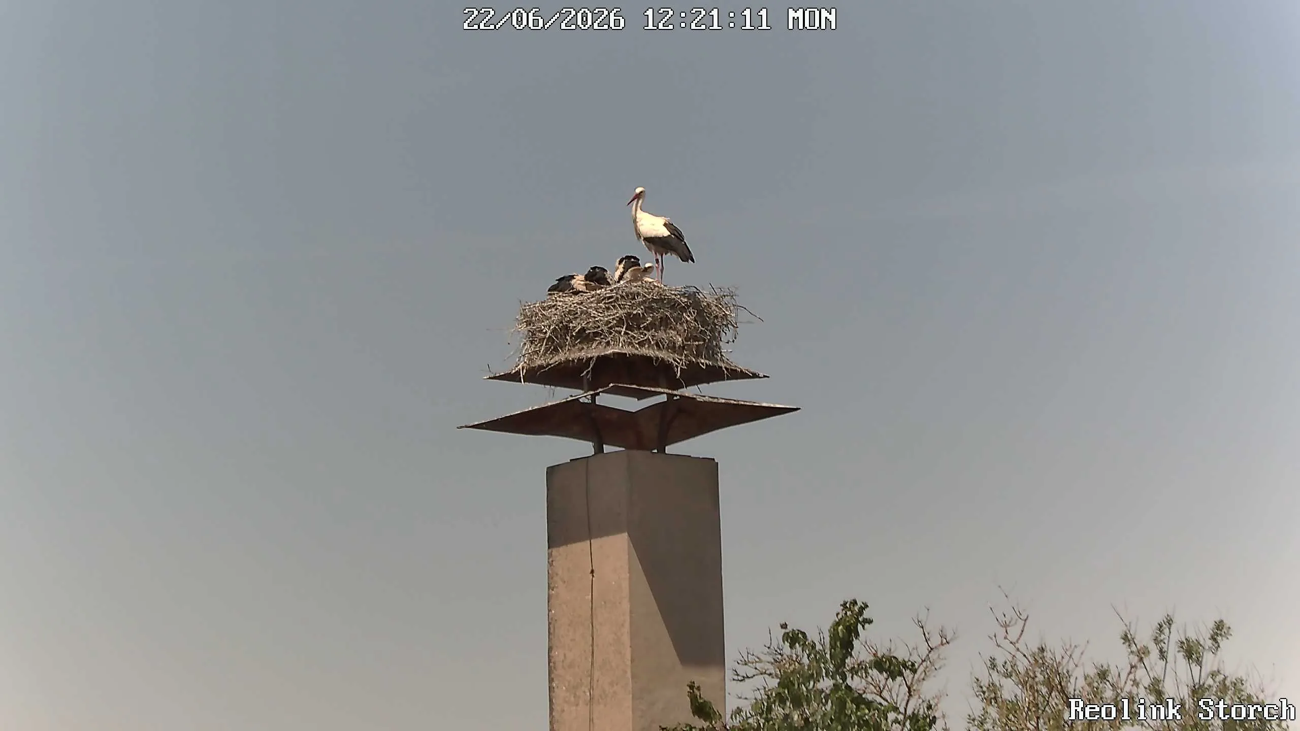 Storchencam Bild