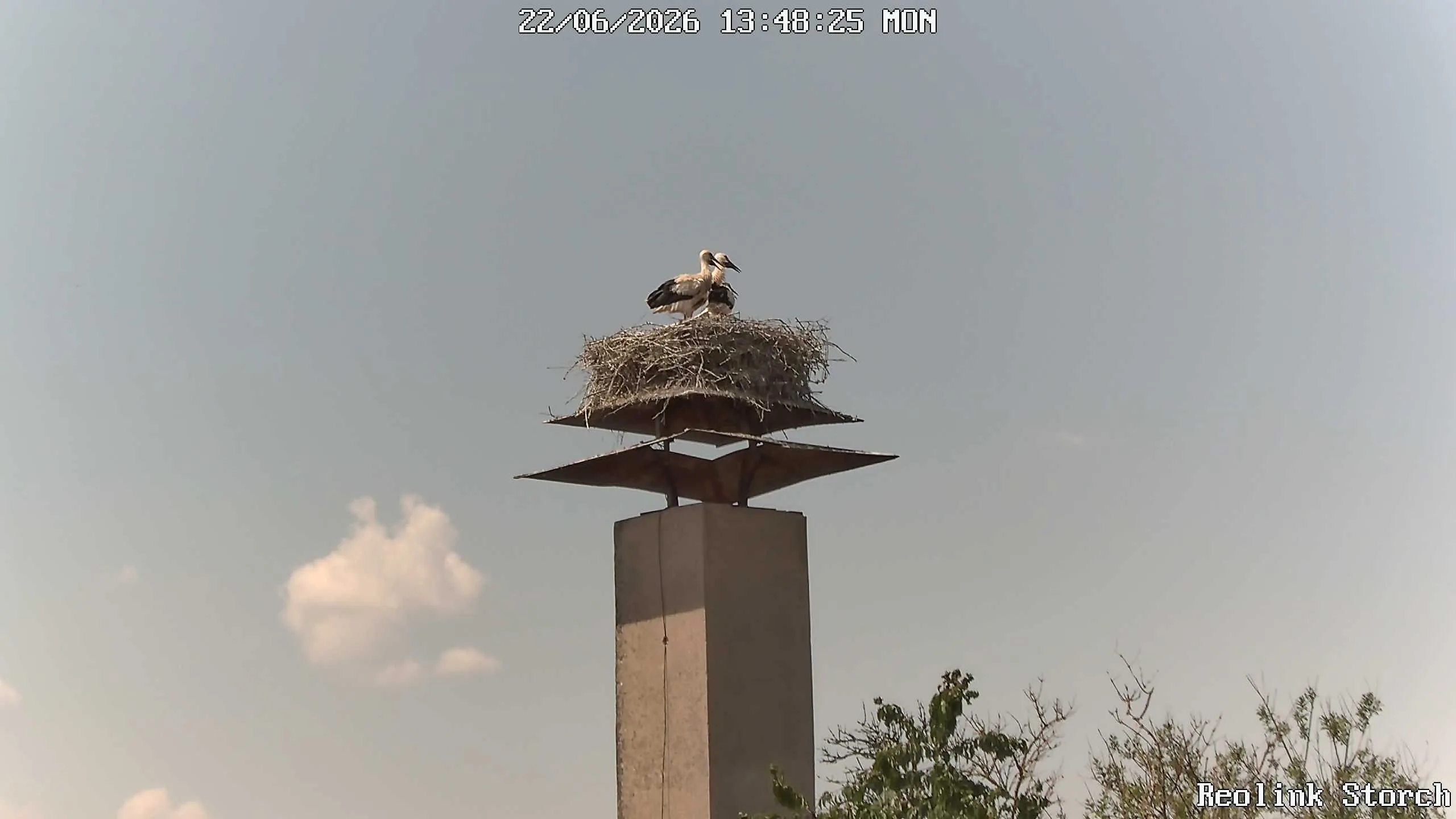Storchencam Bild