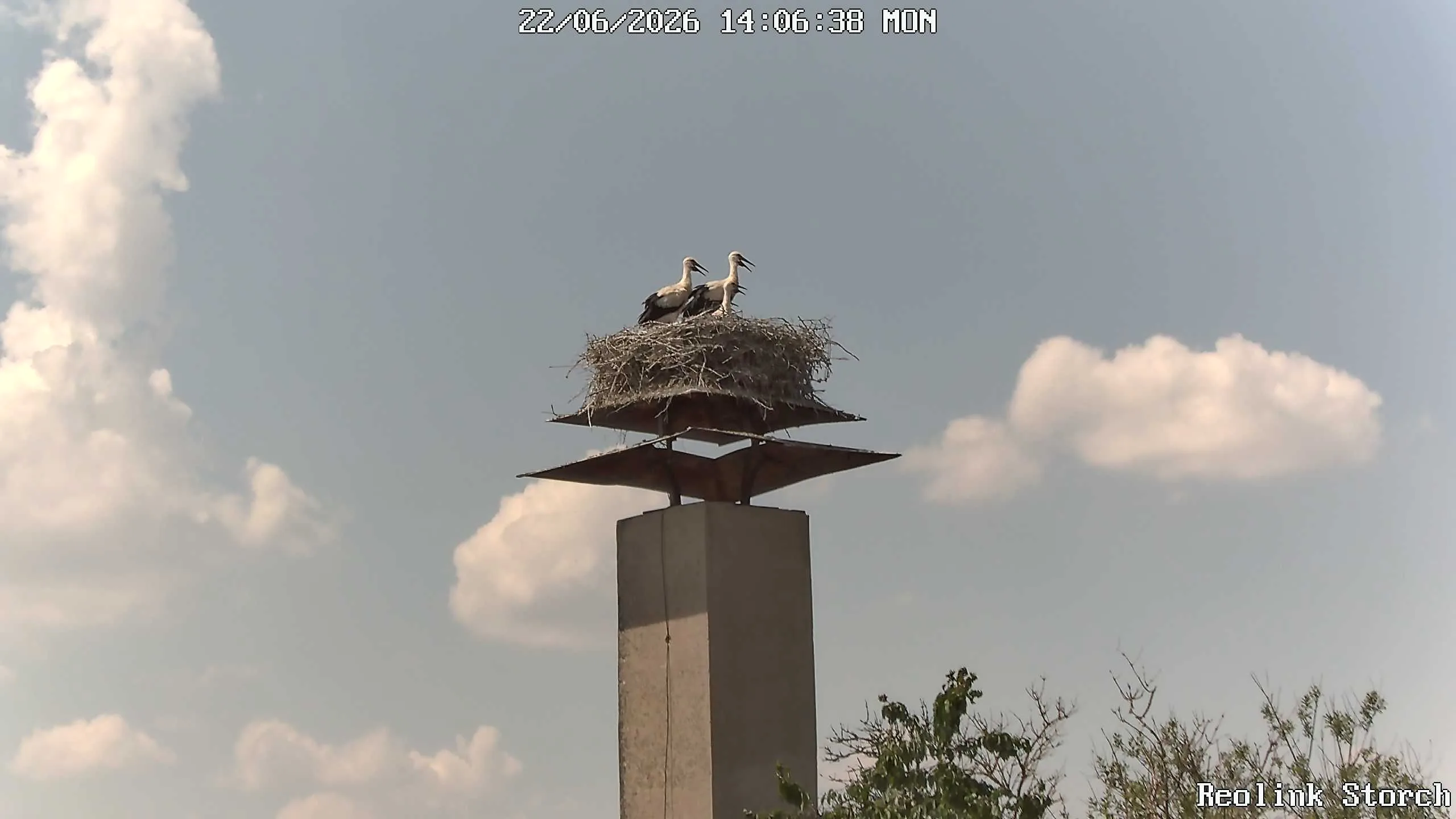 Storchencam Bild