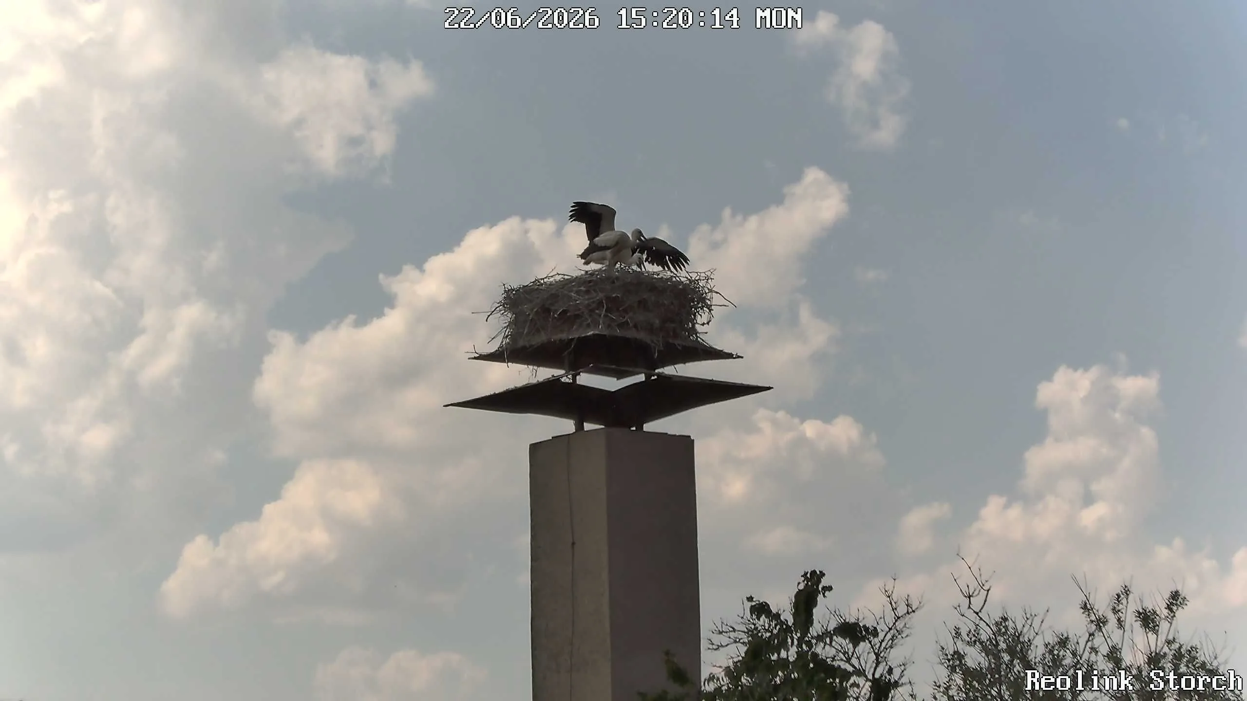 Storchencam Bild