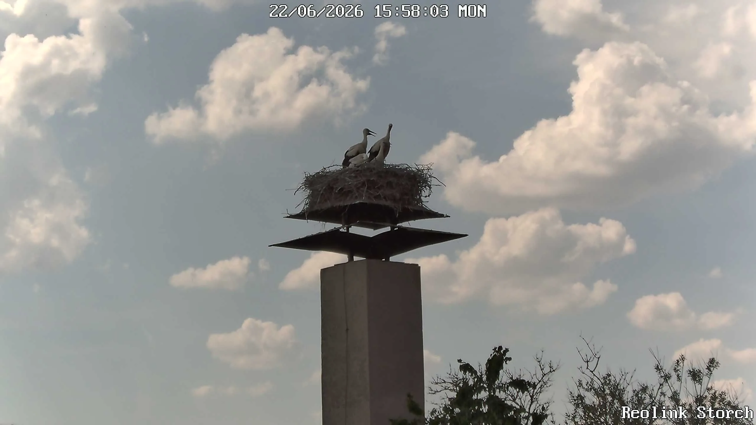 Storchencam Bild