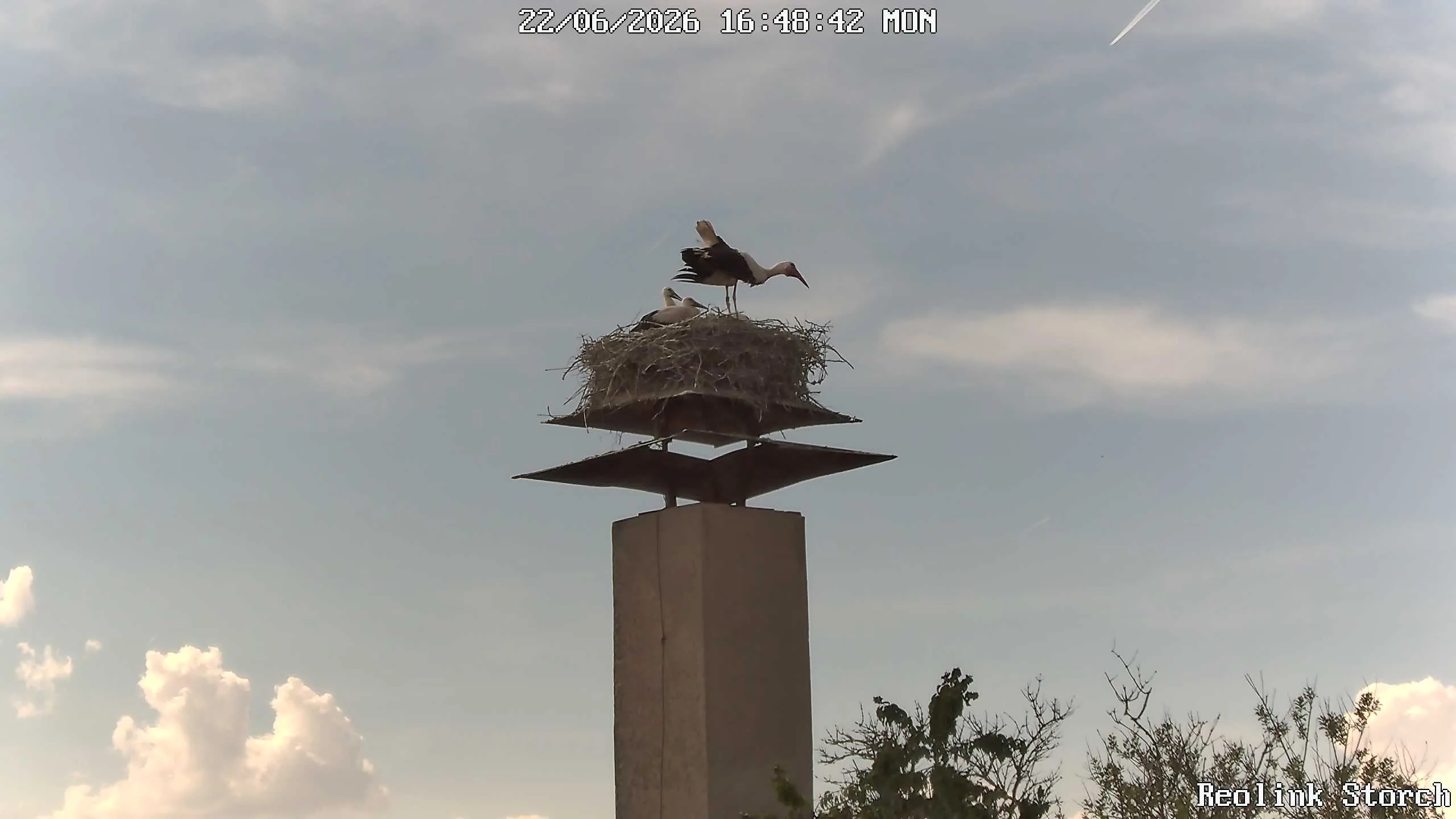 Storchencam Bild
