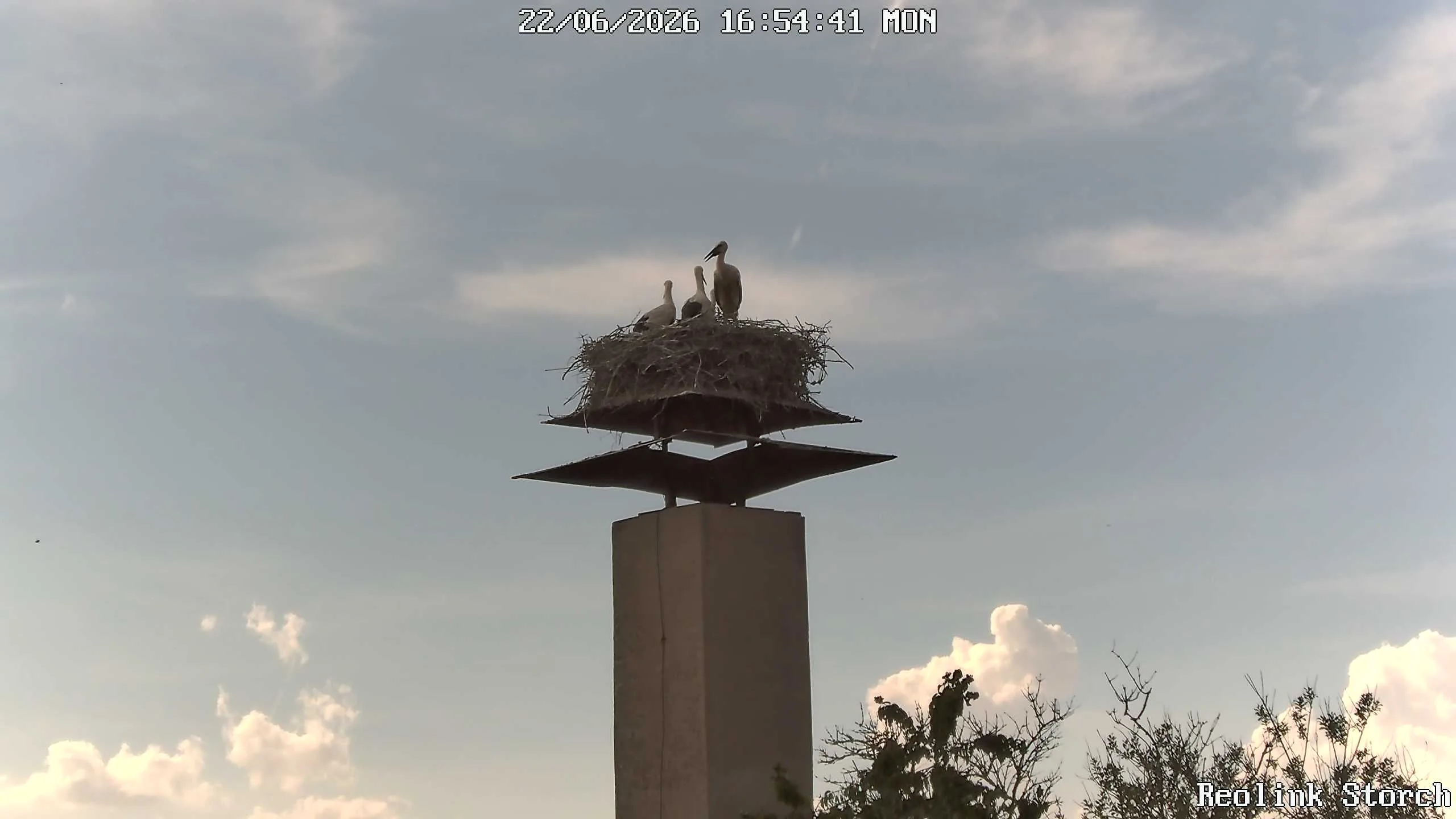 Storchencam Bild