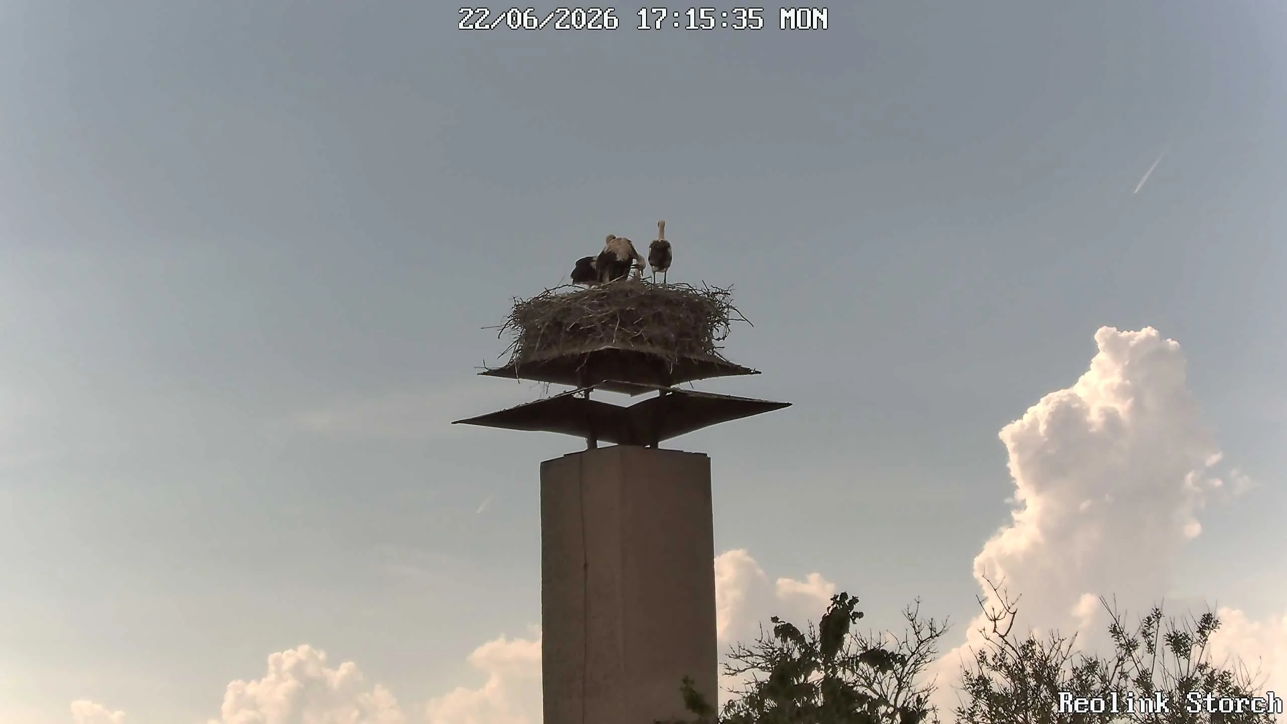 Storchencam Bild