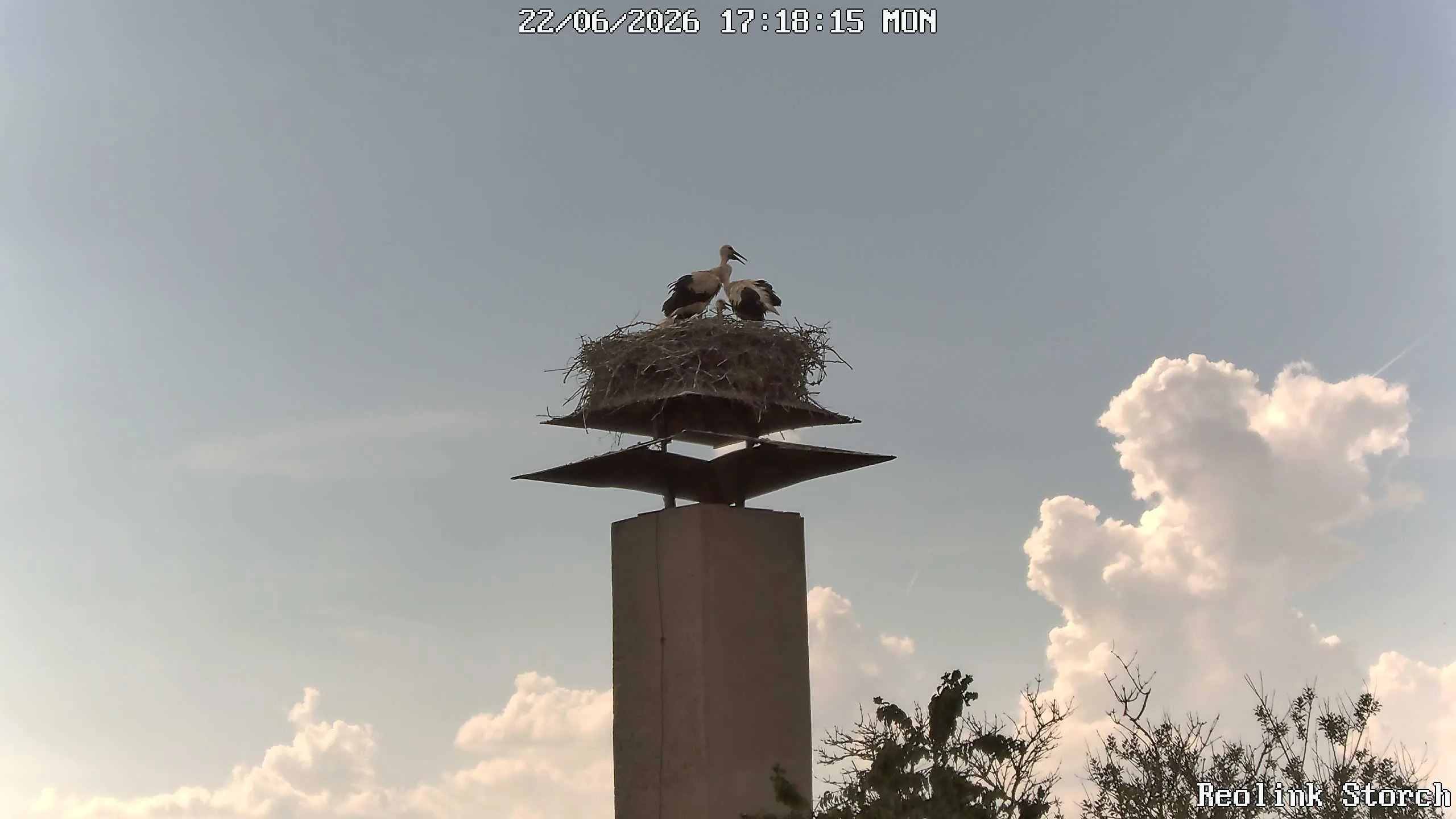 Storchencam Bild