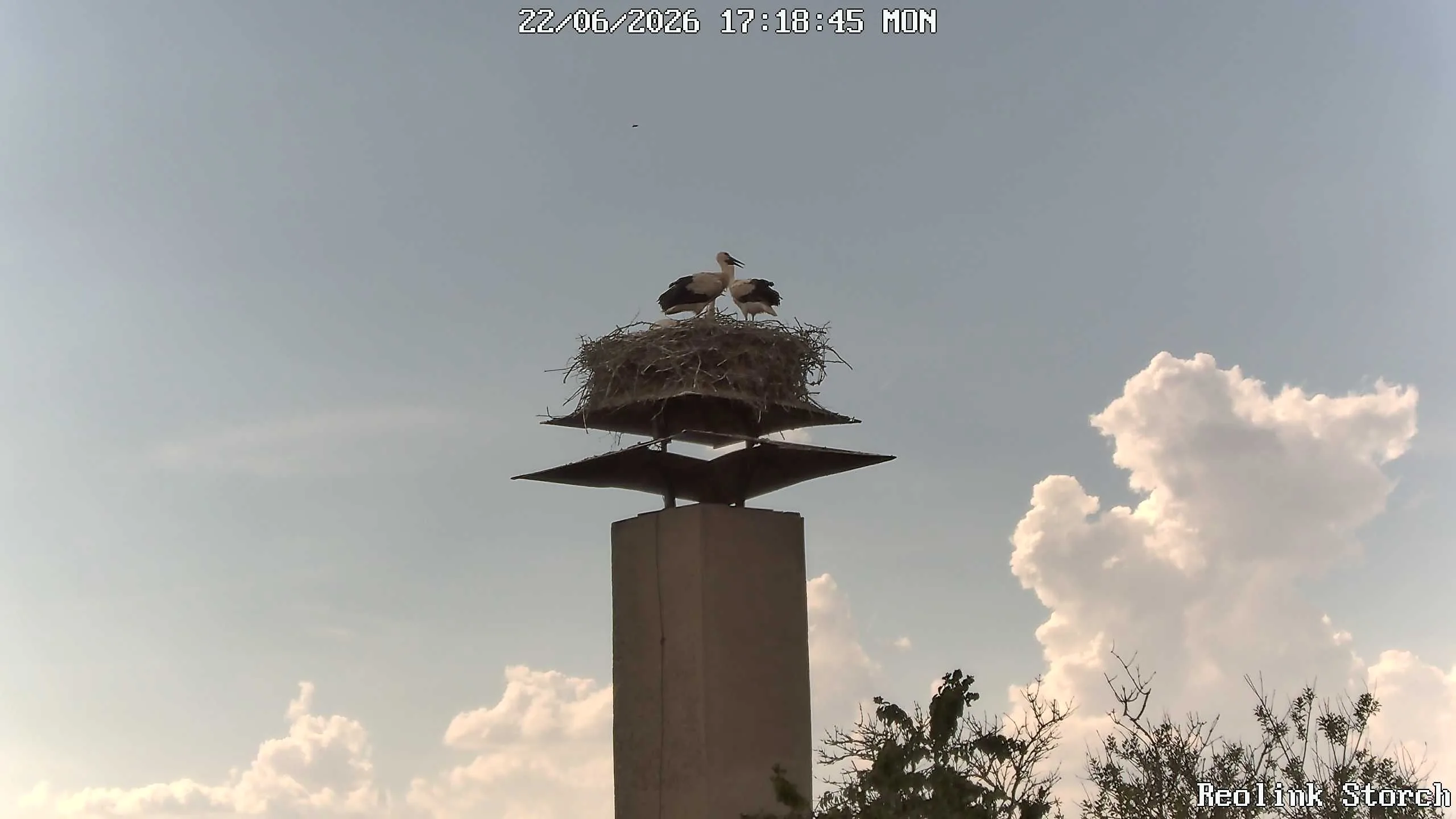 Storchencam Bild