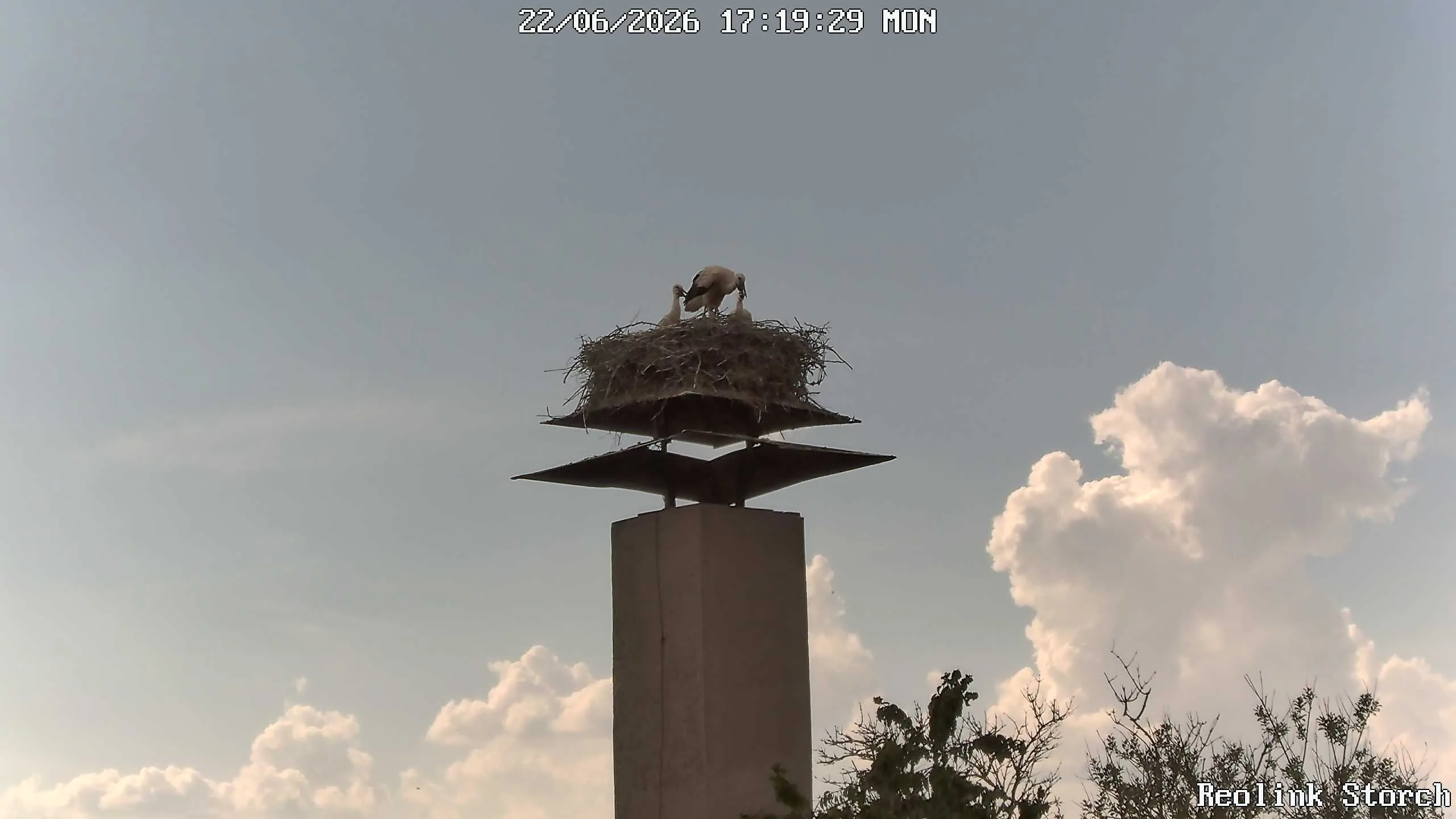 Storchencam Bild