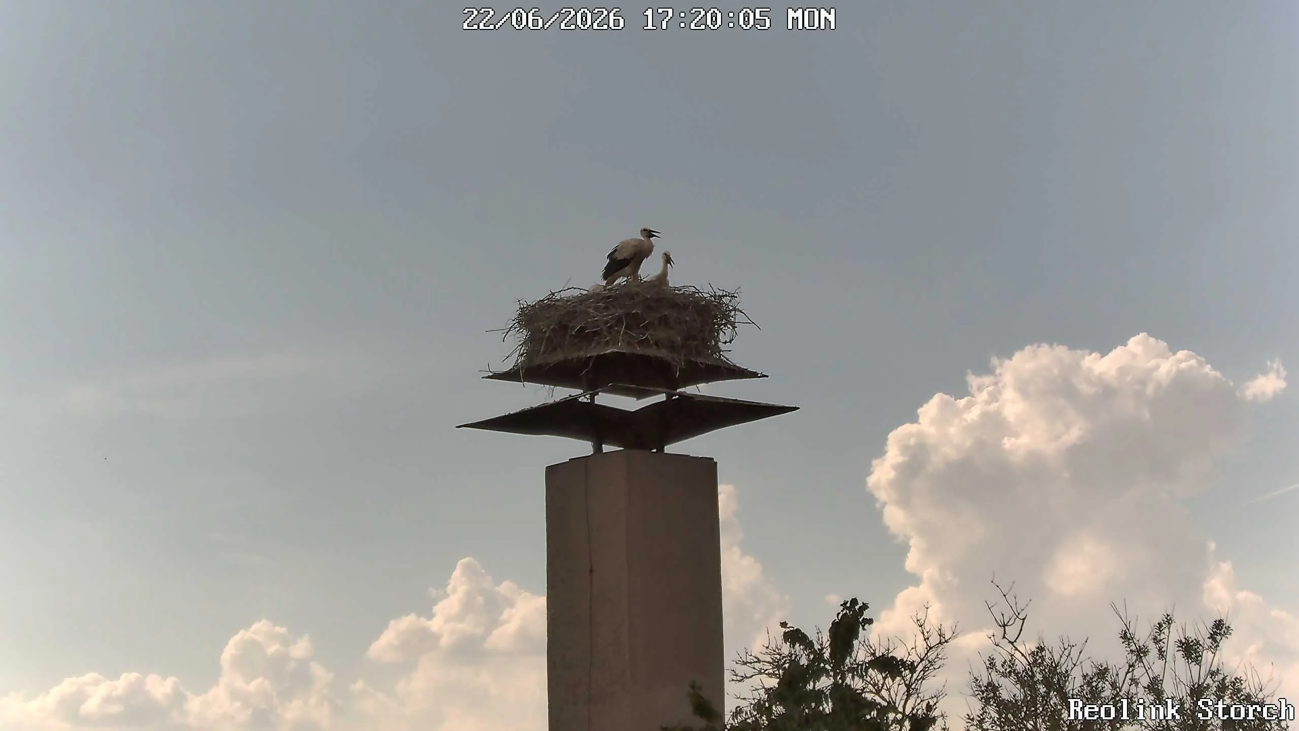 Storchencam Bild