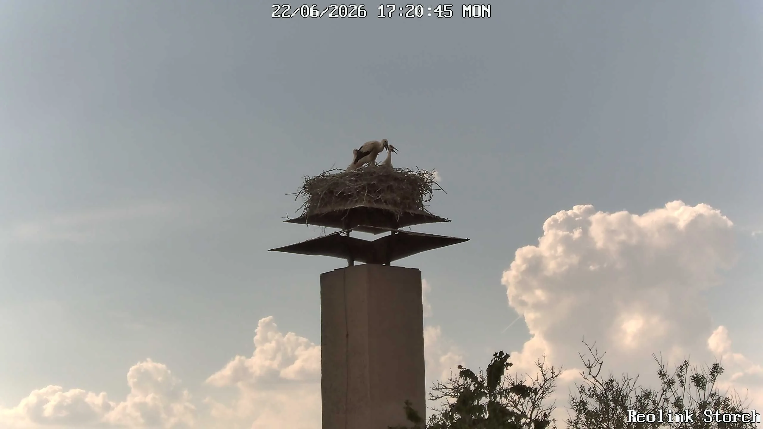 Storchencam Bild