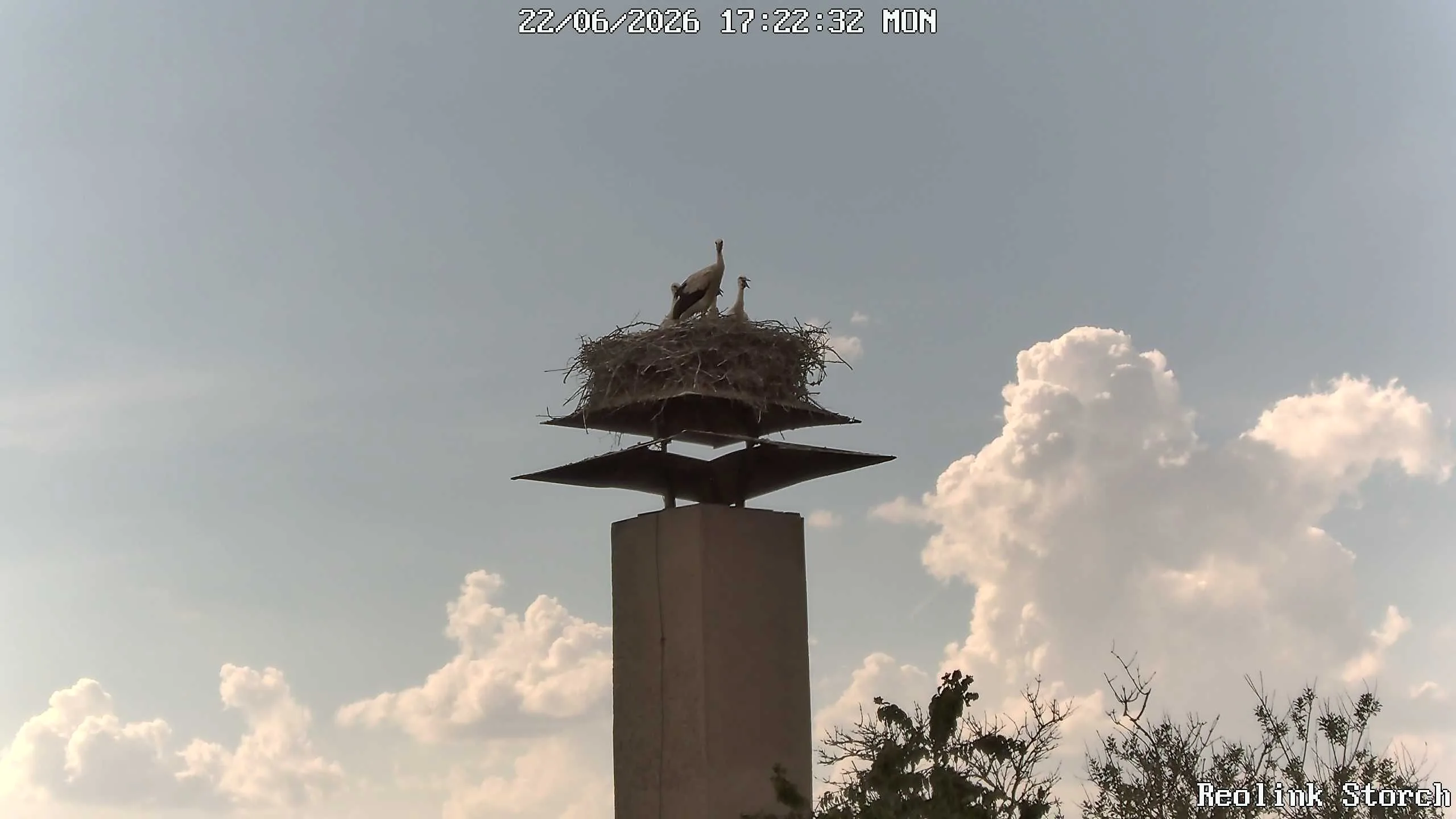 Storchencam Bild