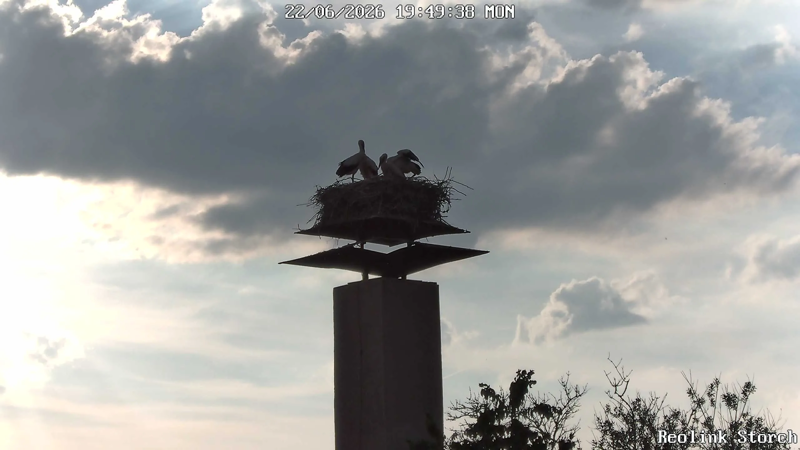 Storchencam Bild