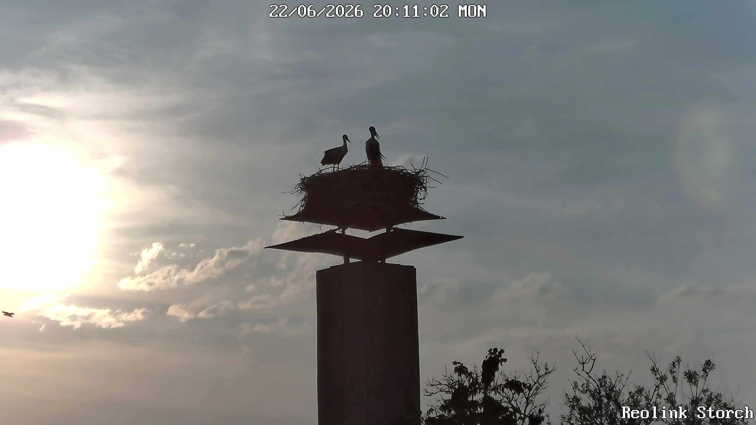 Storchencam Bild