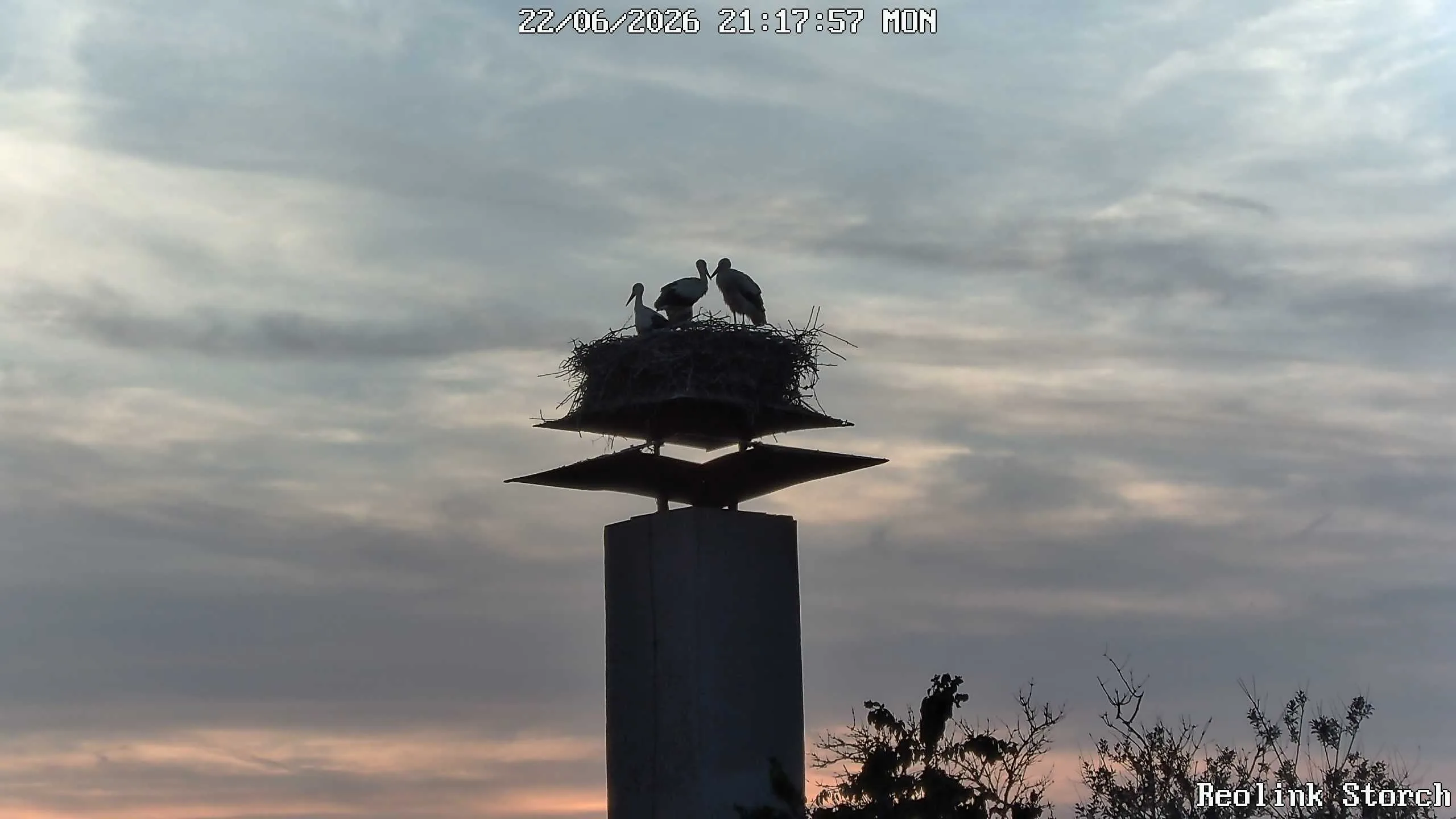 Storchencam Bild