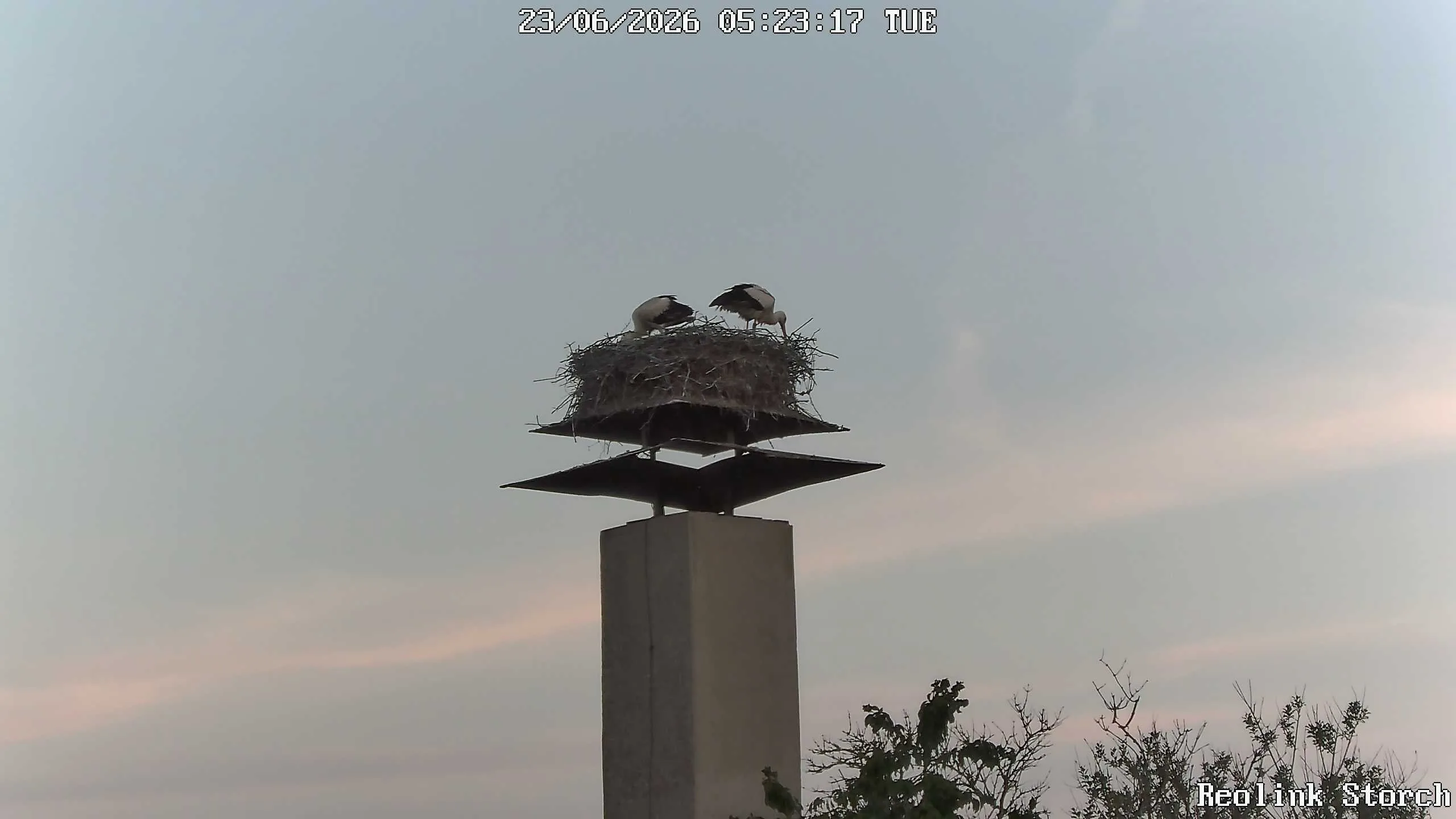 Storchencam Bild