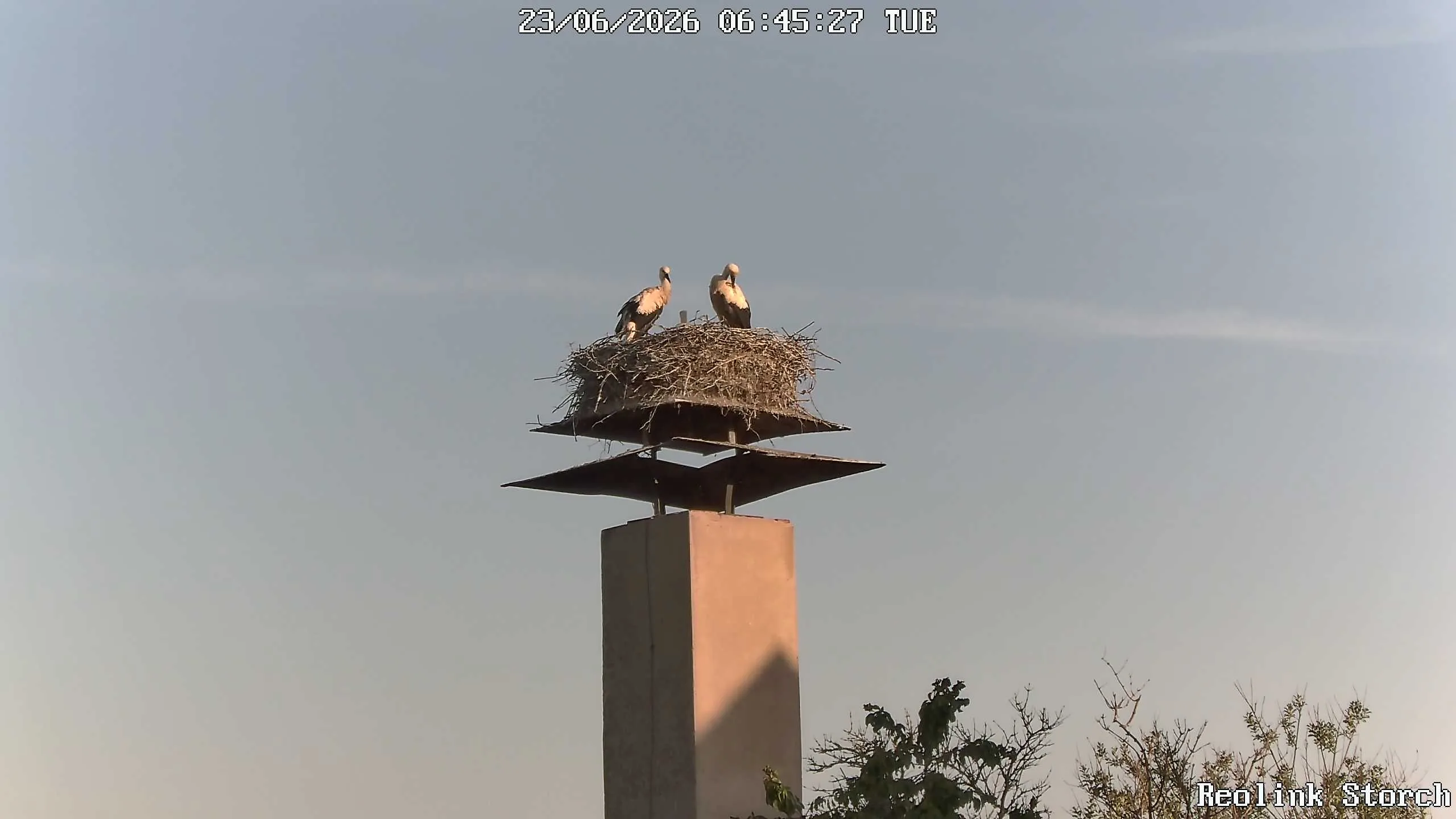 Storchencam Bild