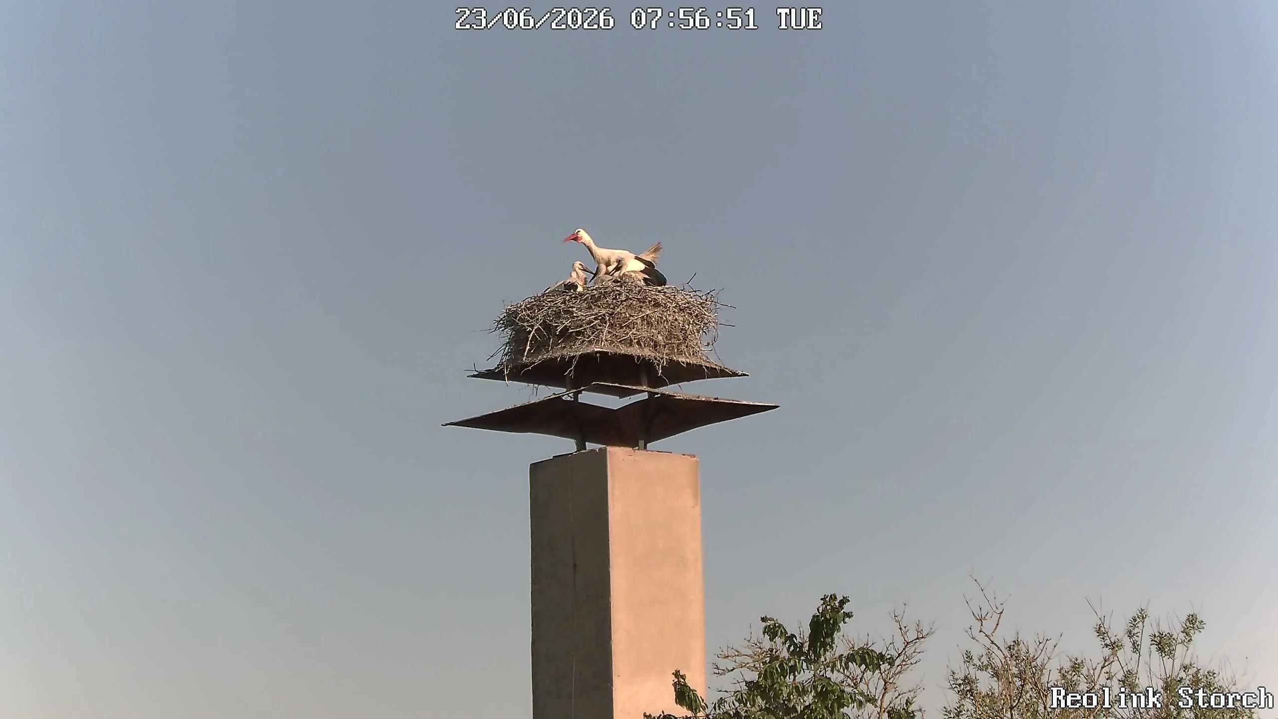 Storchencam Bild
