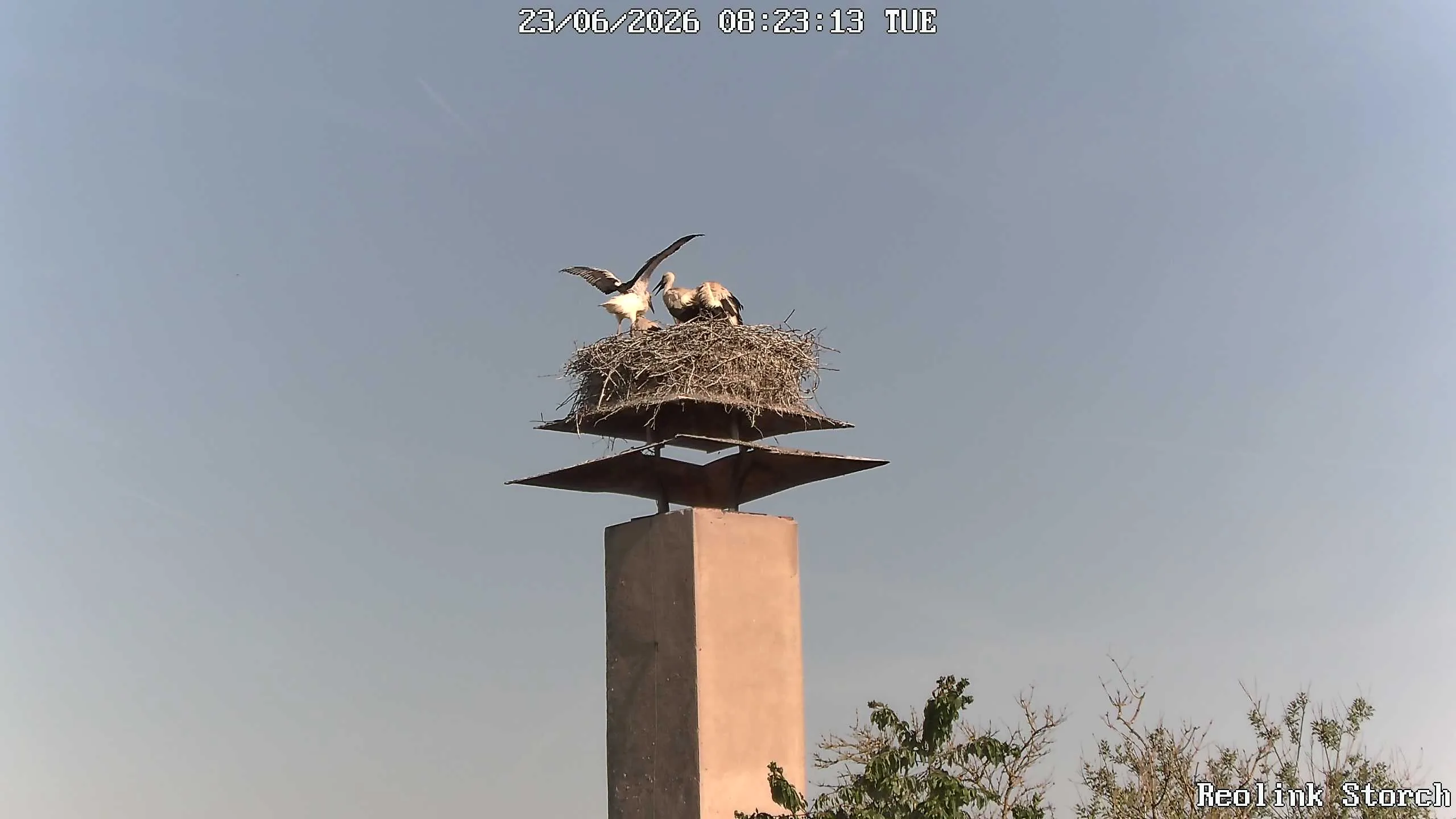 Storchencam Bild