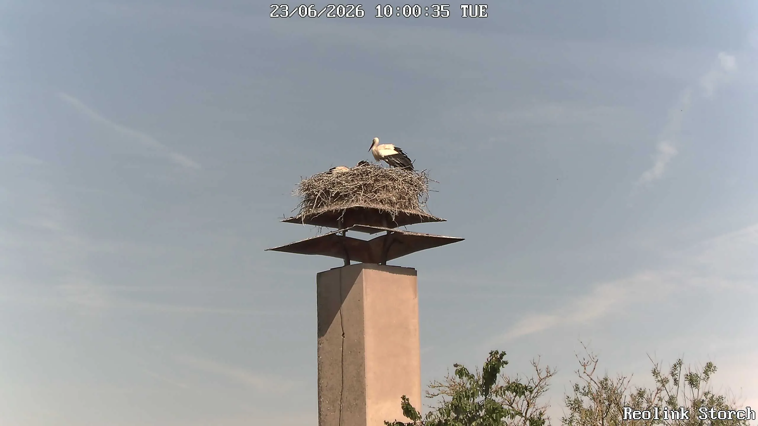 Storchencam Bild