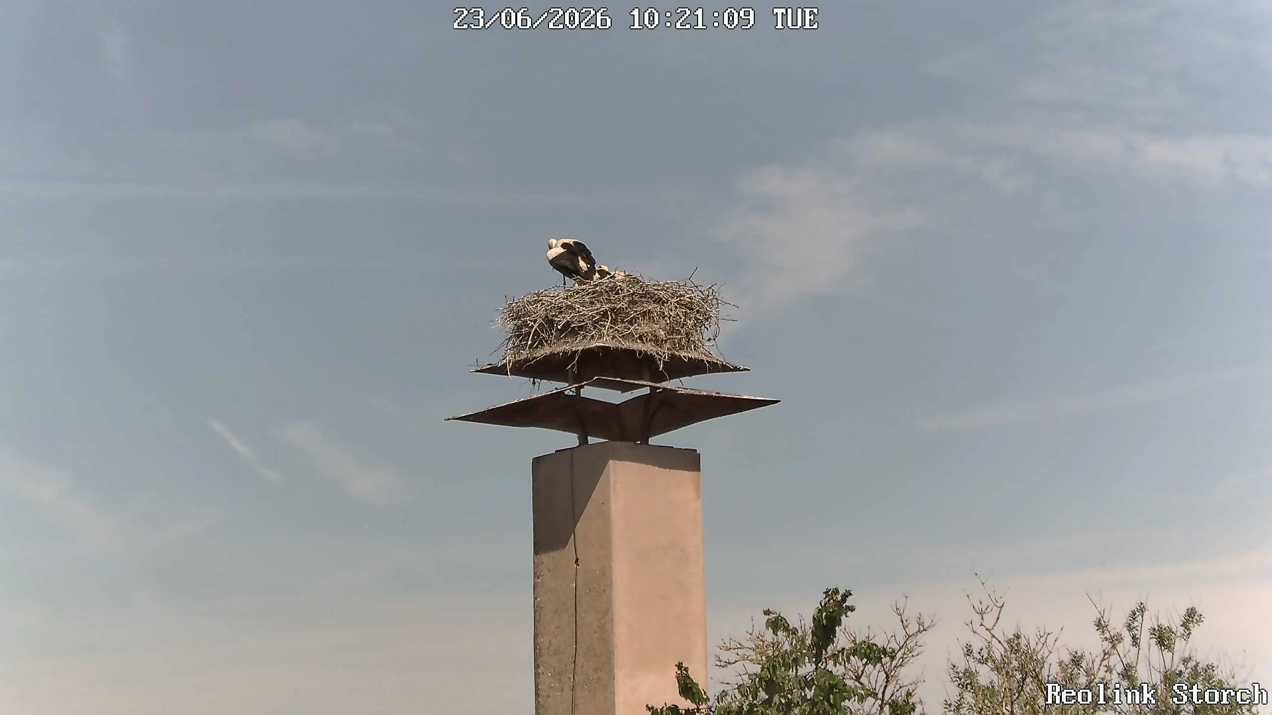 Storchencam Bild
