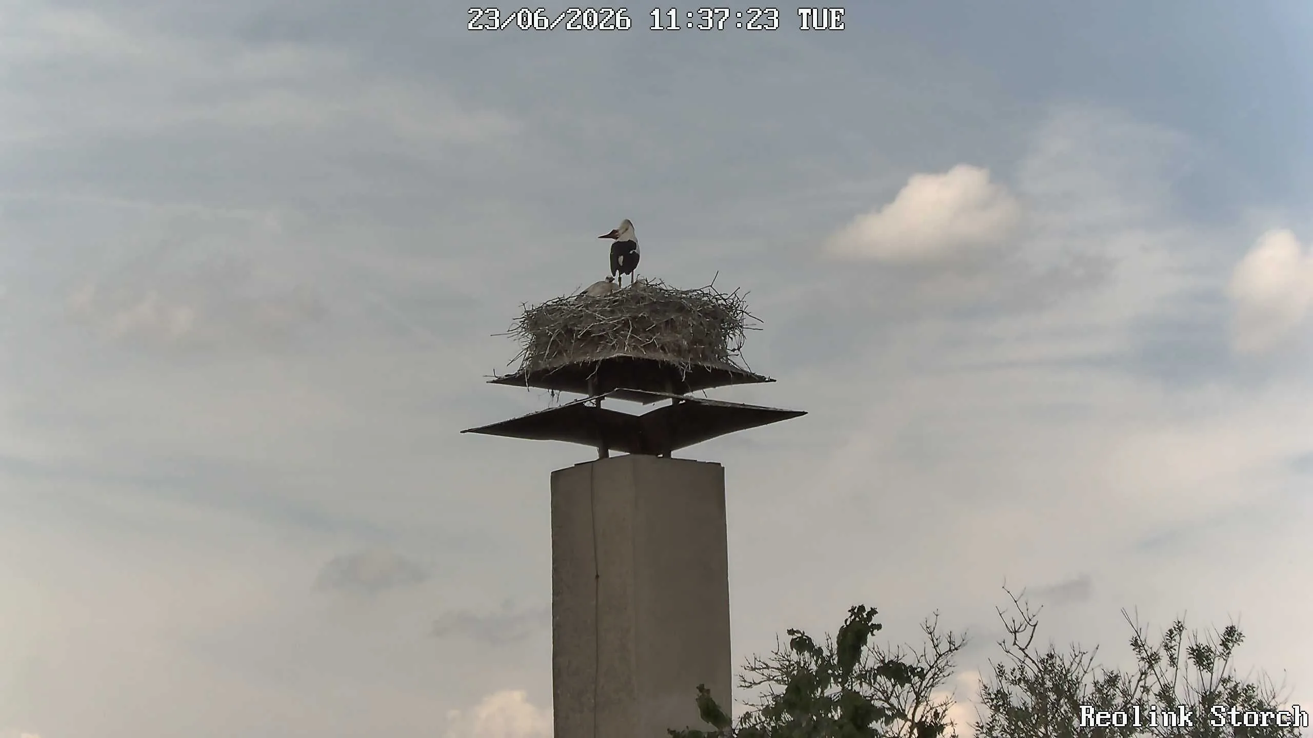 Storchencam Bild