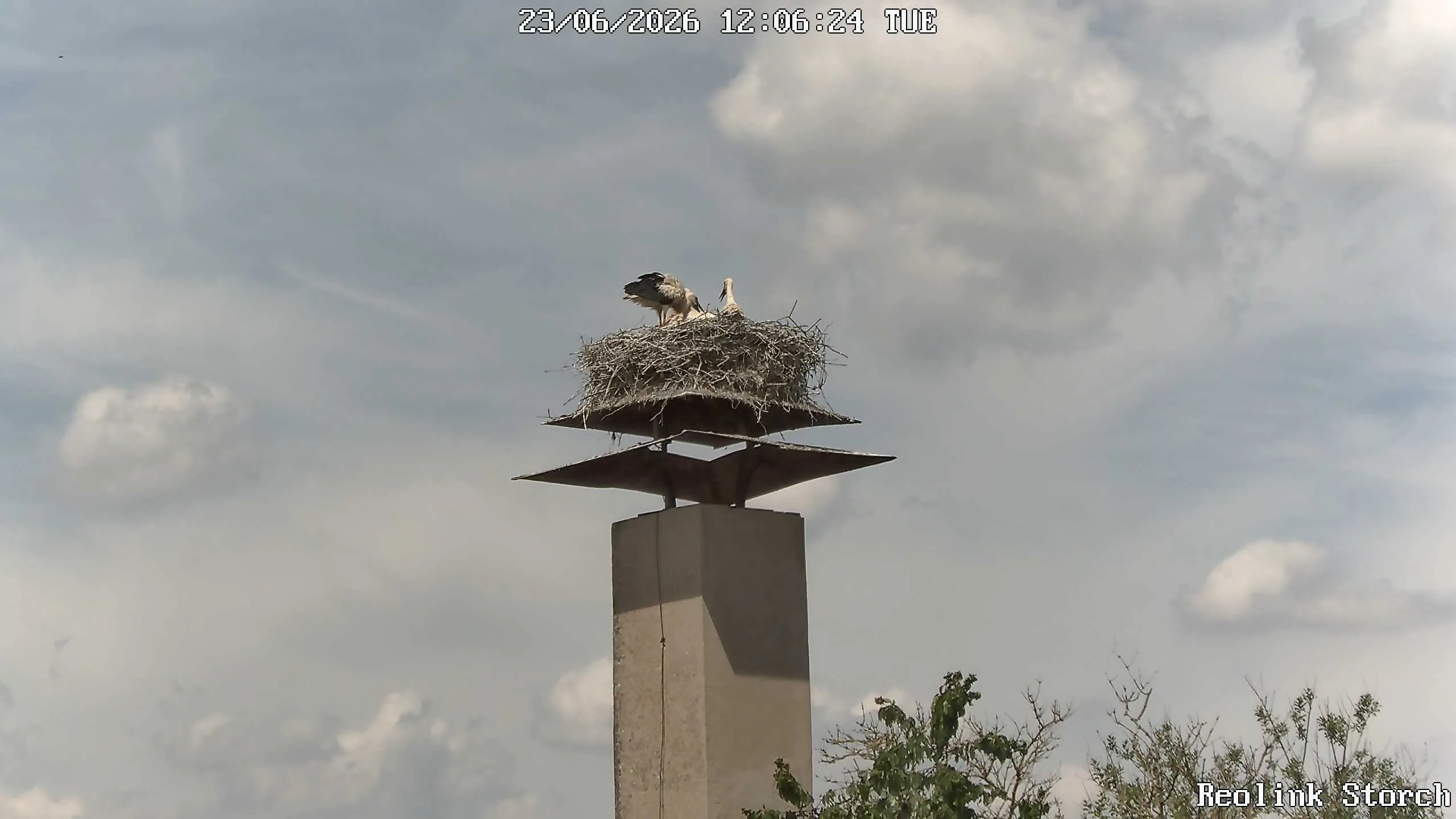 Storchencam Bild