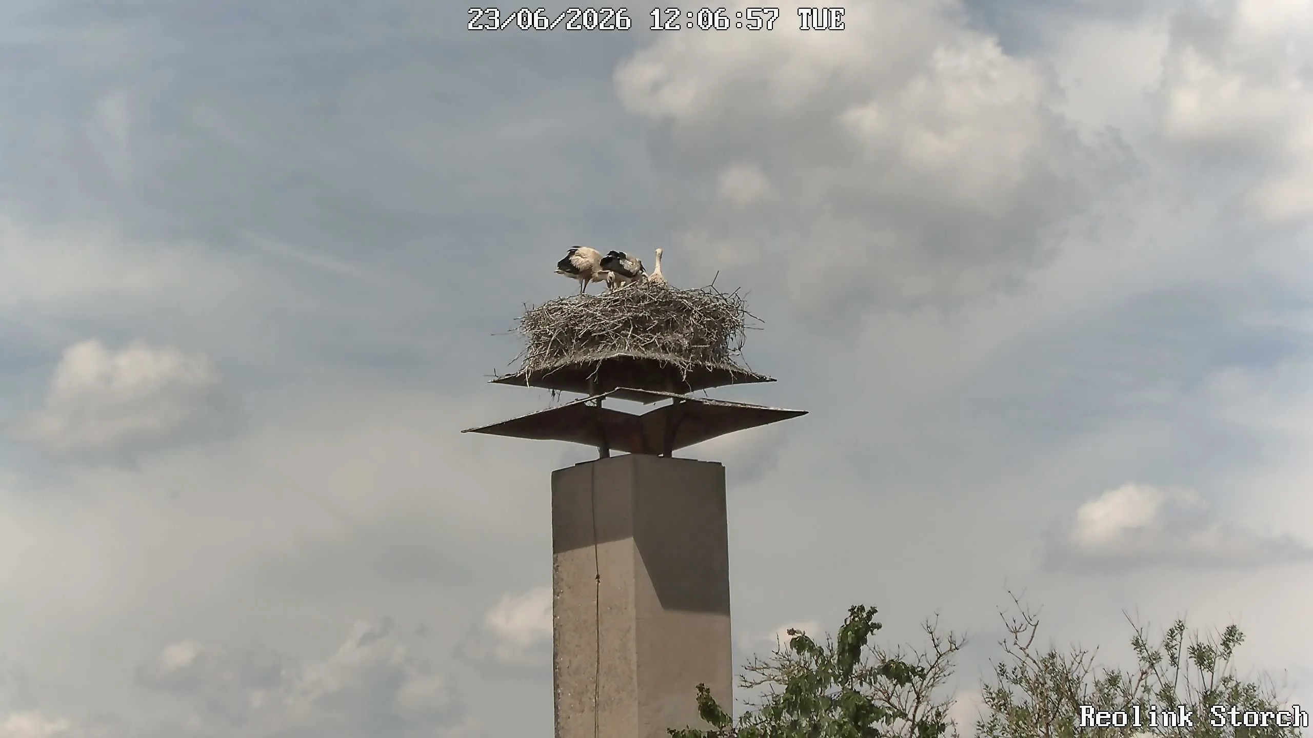 Storchencam Bild