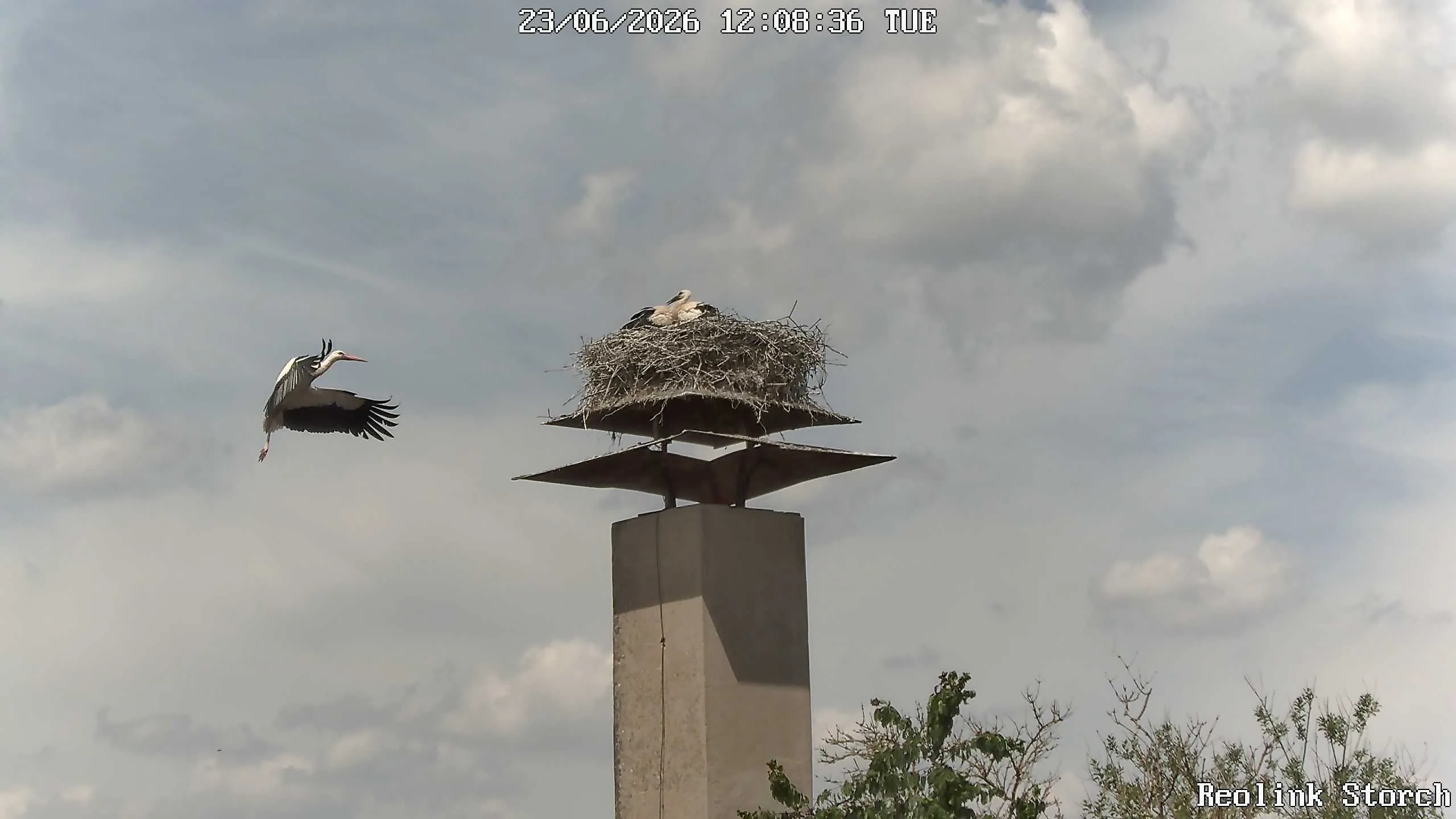 Storchencam Bild