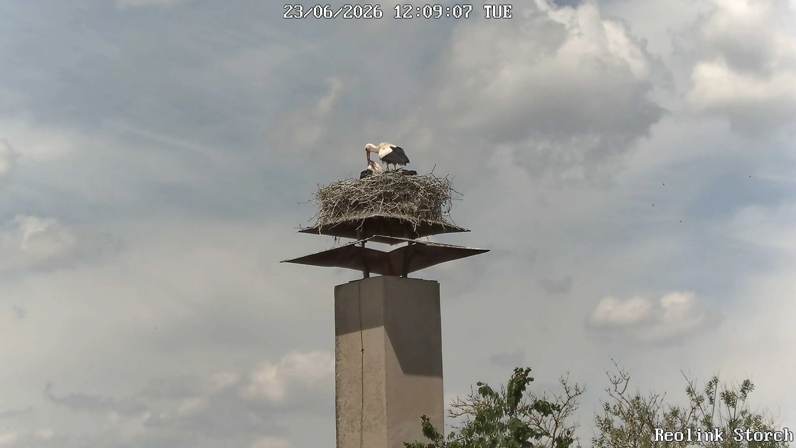 Storchencam Bild
