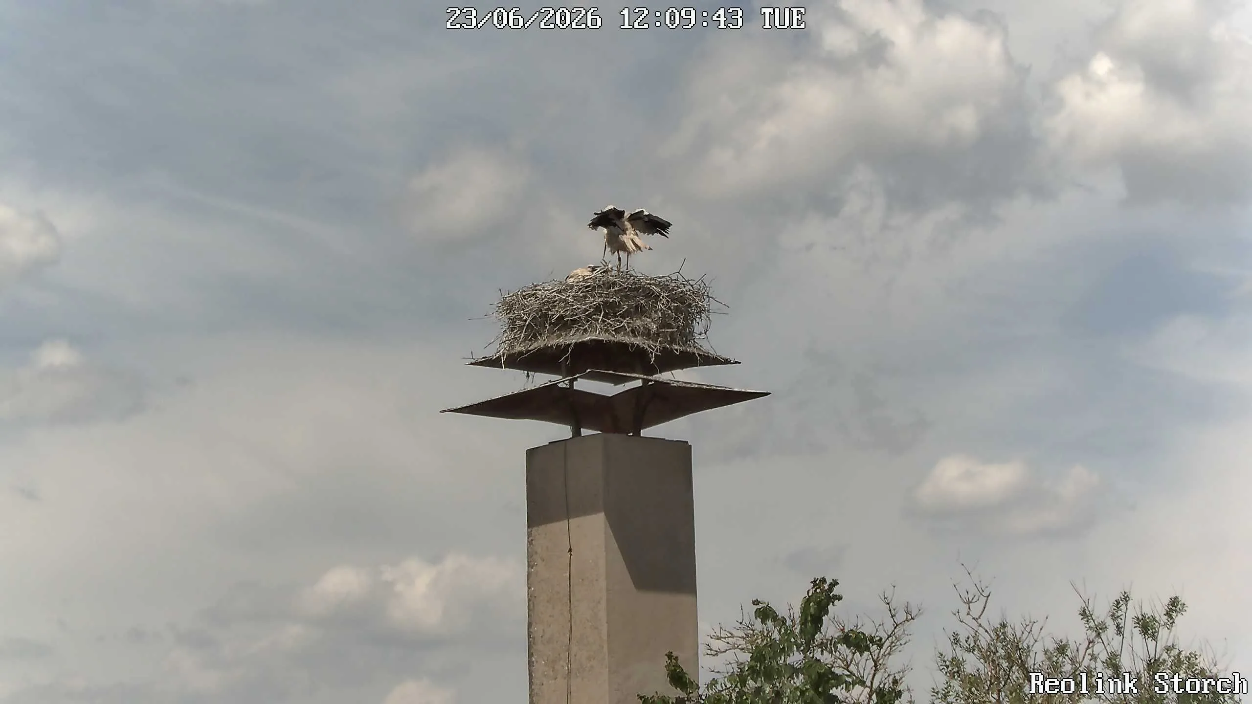Storchencam Bild