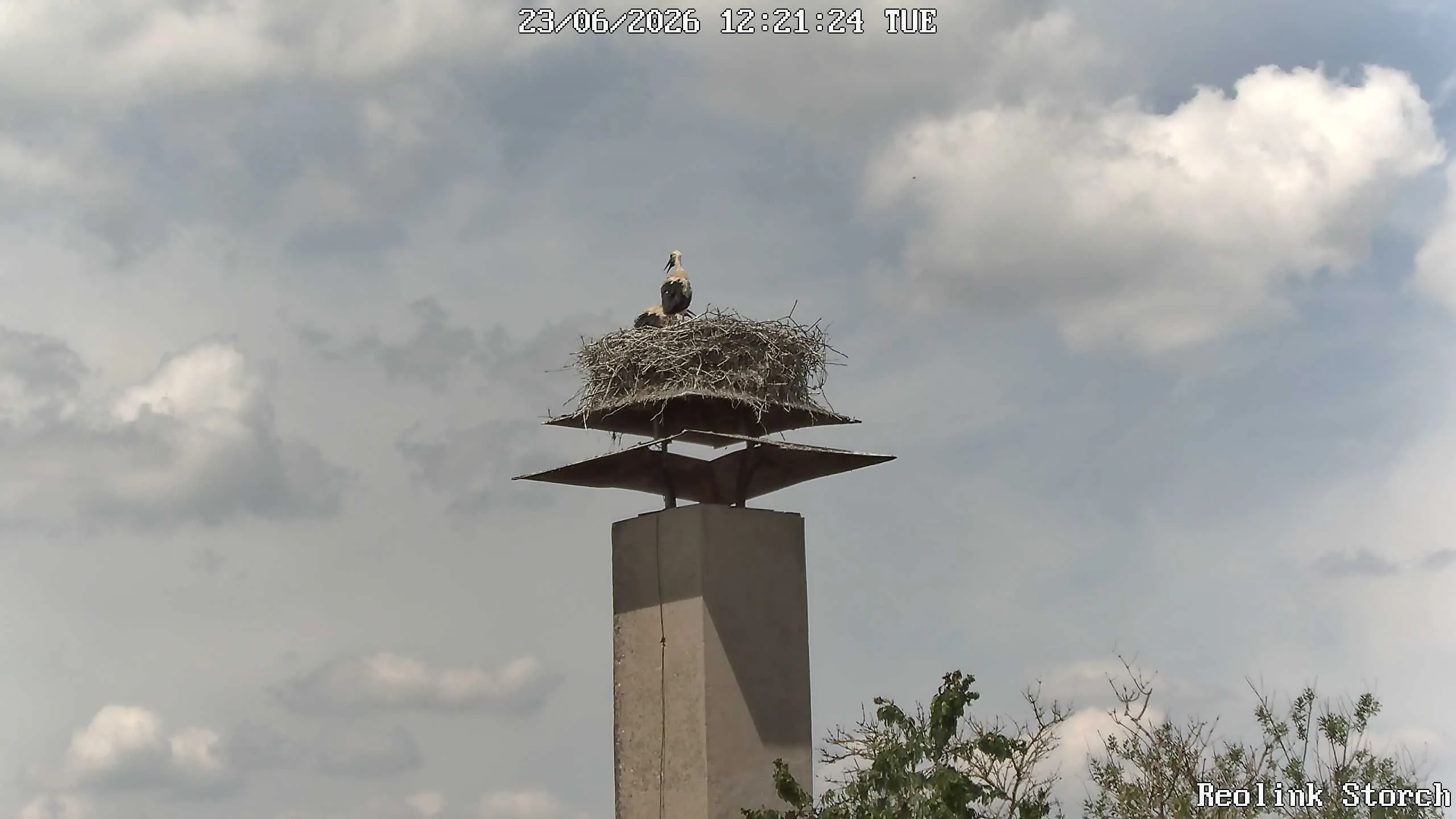 Storchencam Bild