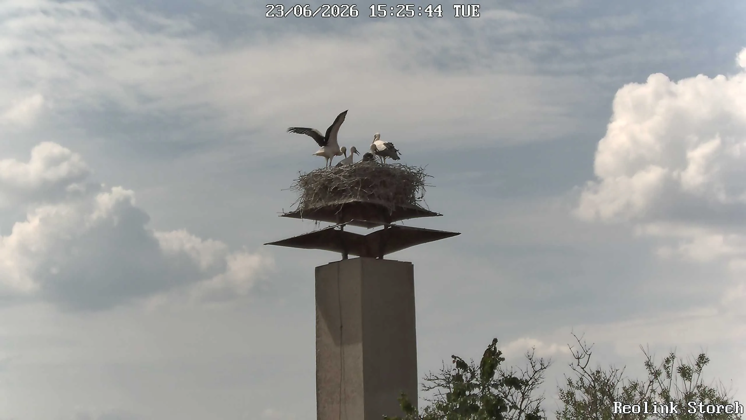 Storchencam Bild
