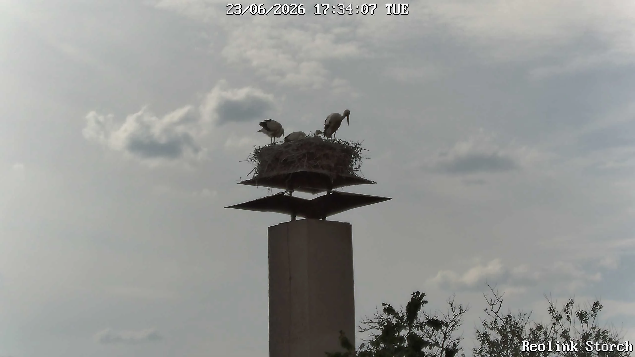 Storchencam Bild