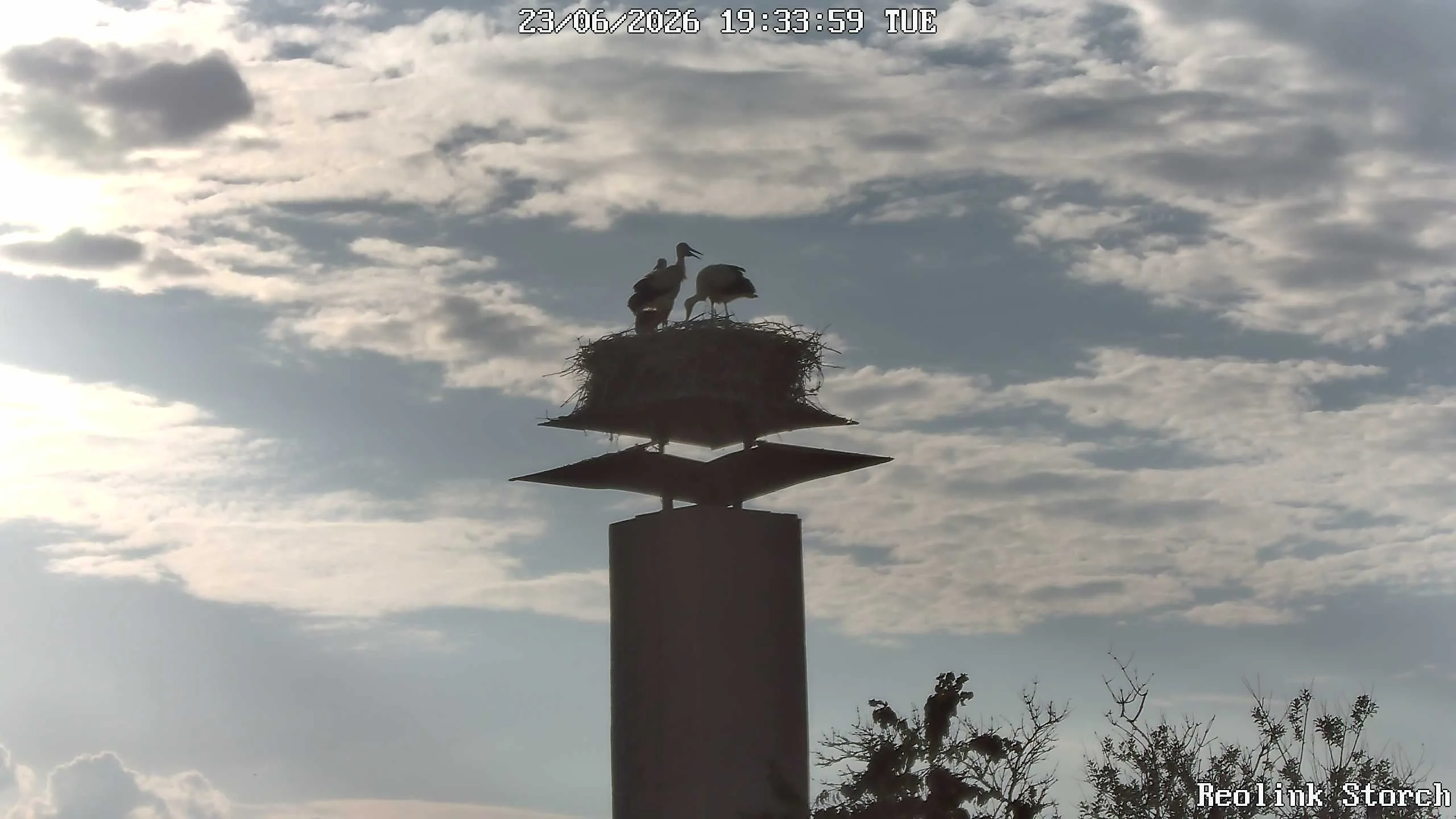 Storchencam Bild
