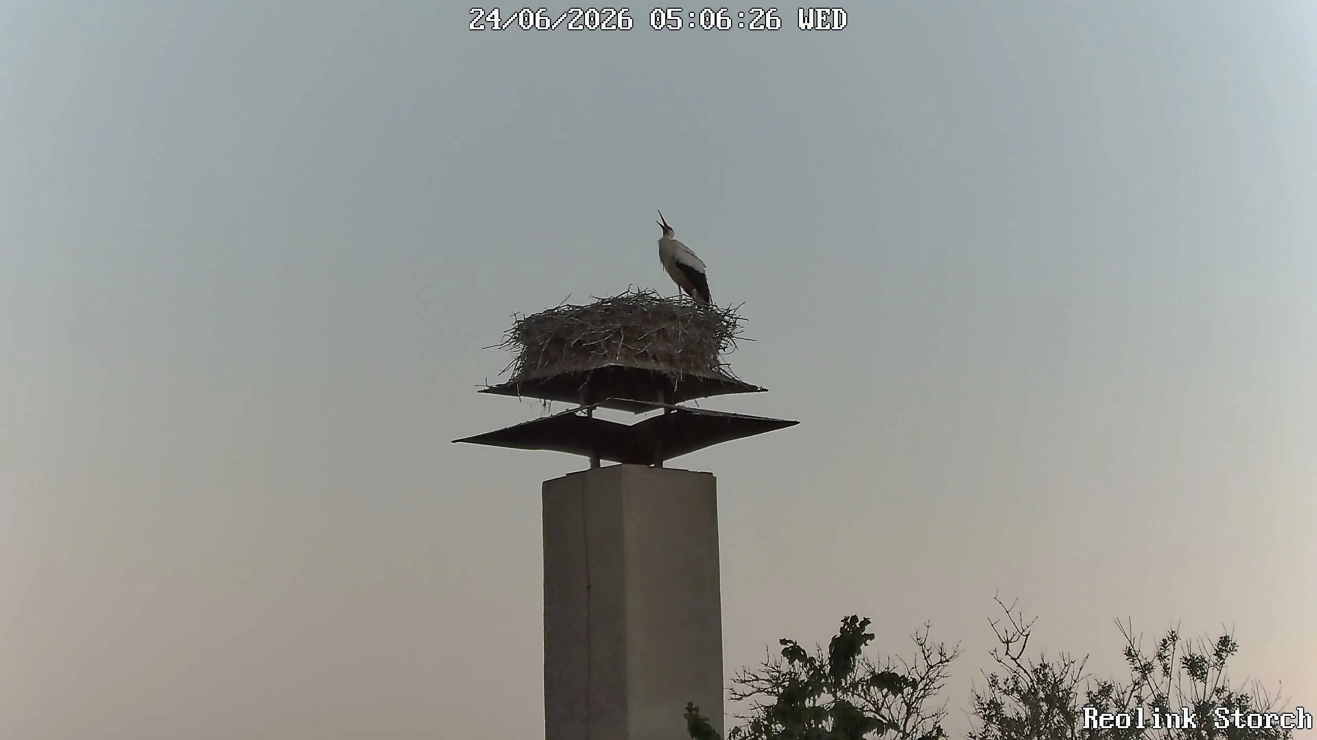 Storchencam Bild