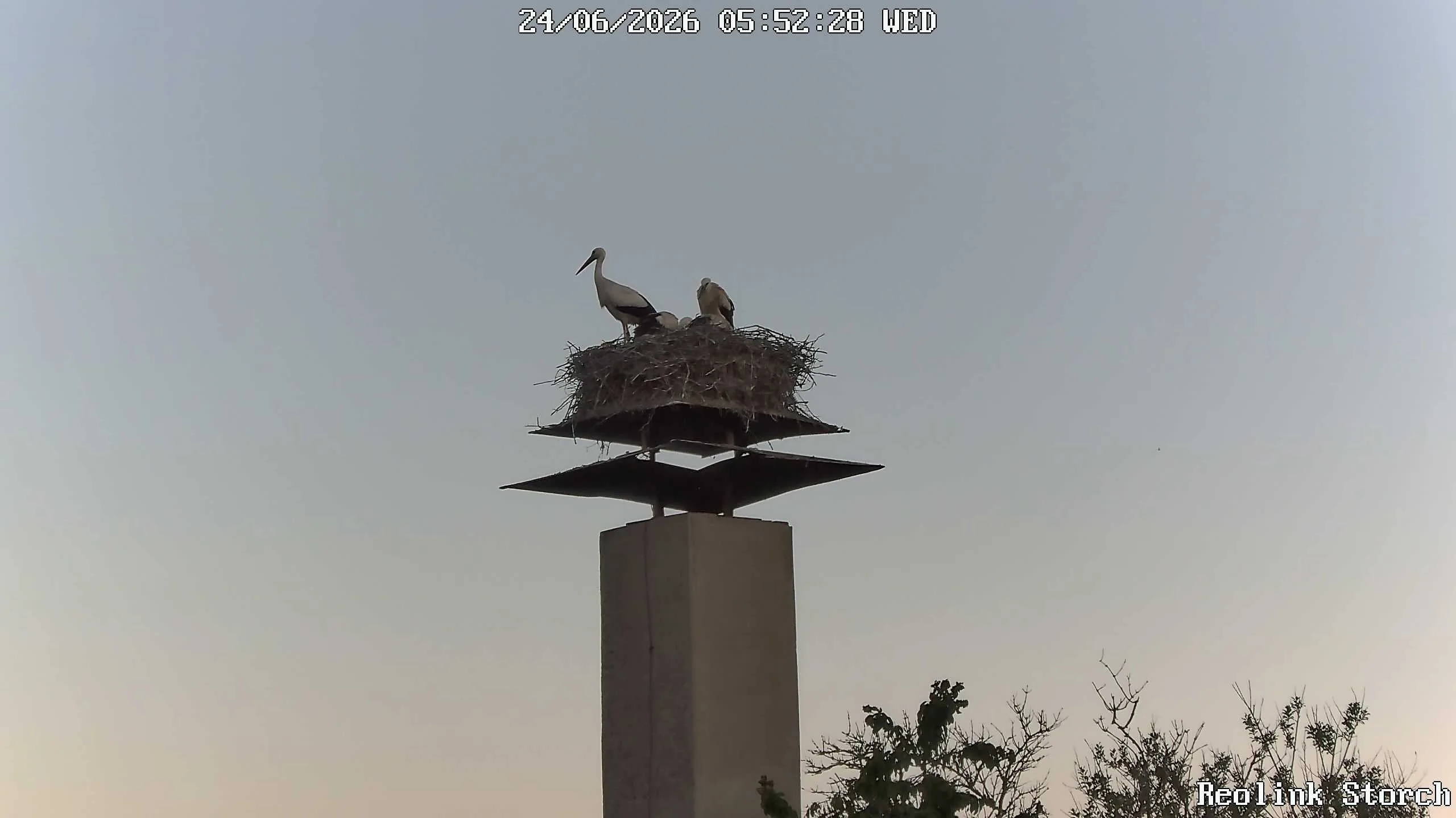 Storchencam Bild