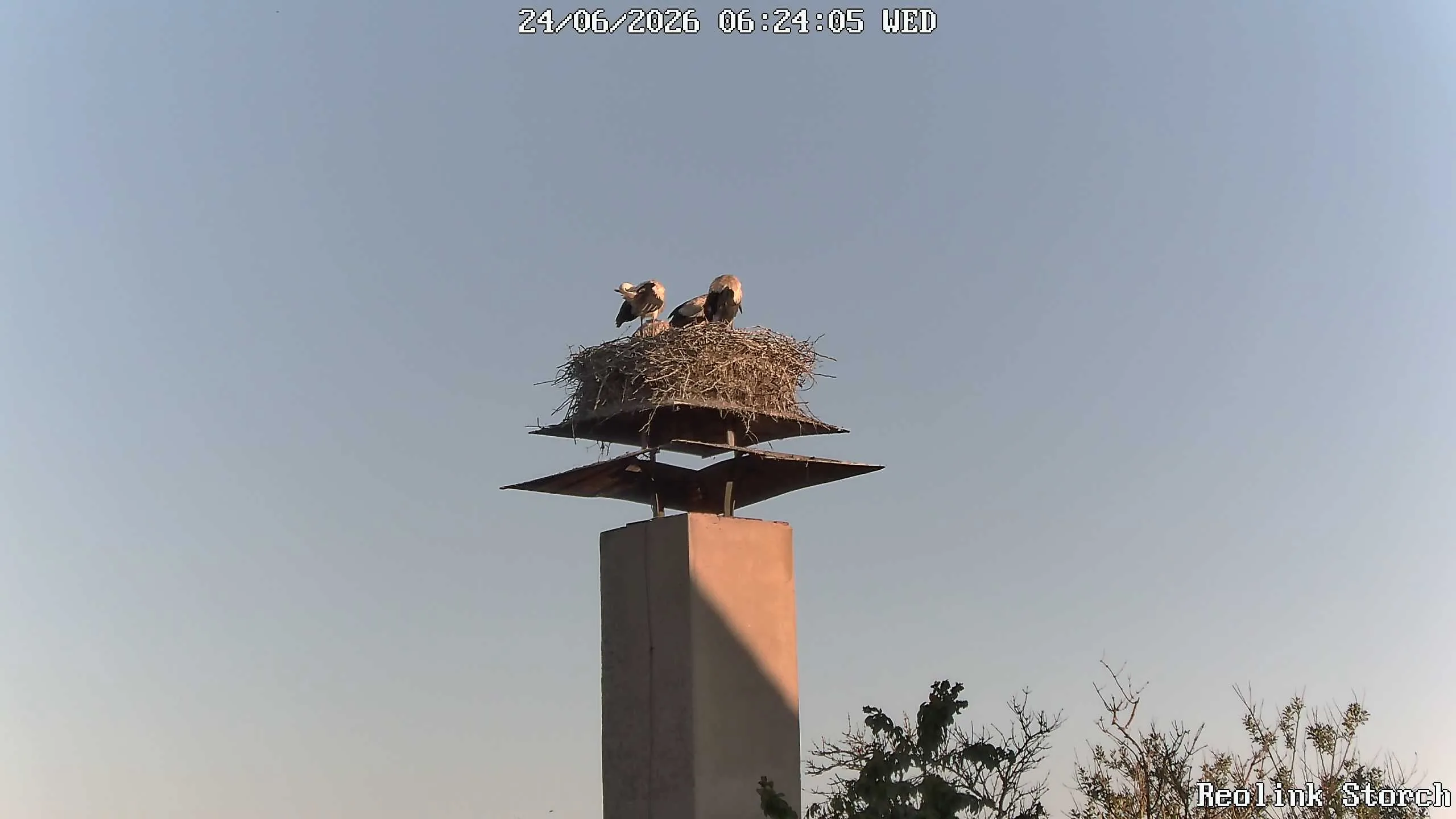 Storchencam Bild