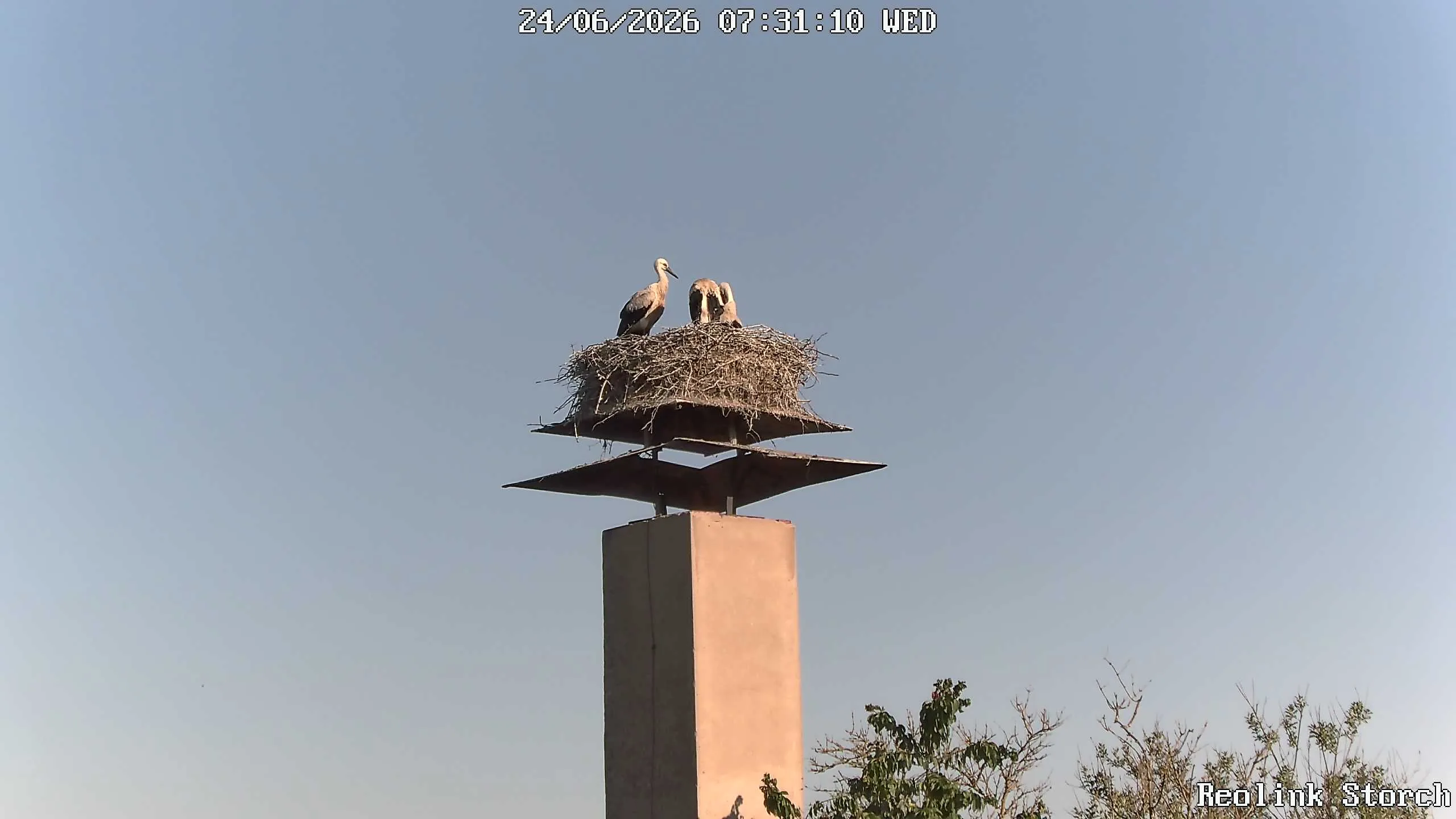 Storchencam Bild